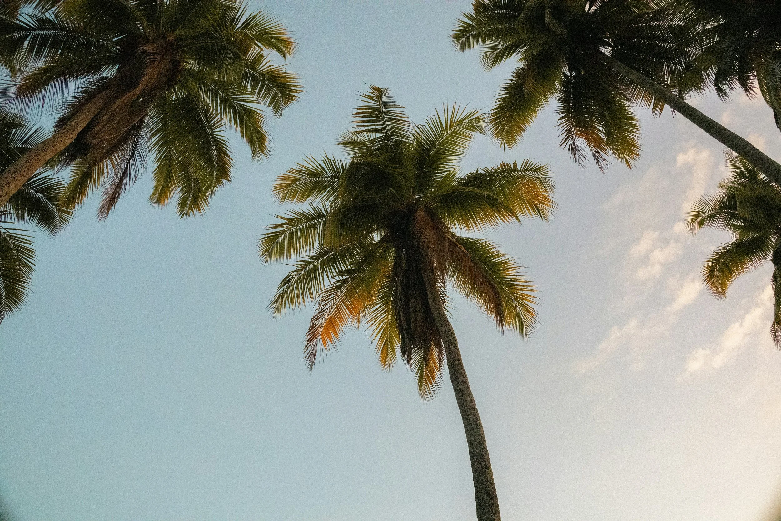 Sunny sky with tall palm trees.