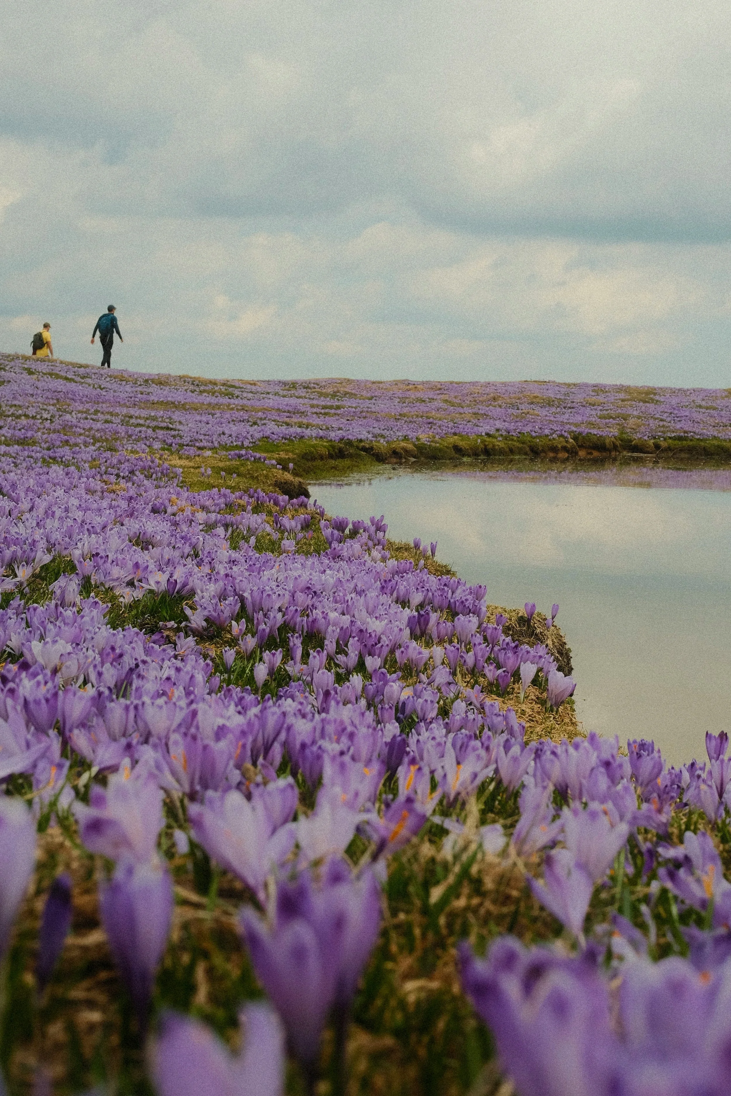 Two hikers walking through a field of purple crocuses by a small body of water under a cloudy sky.