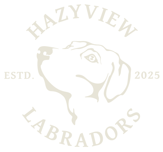 Hazyview Labradors