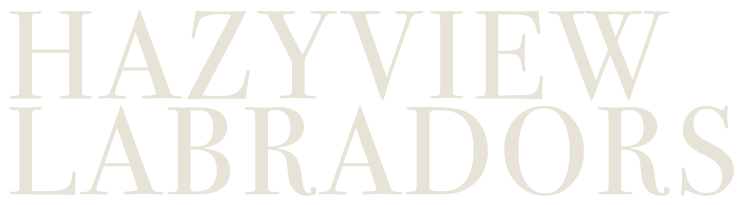 Hazyview Labradors