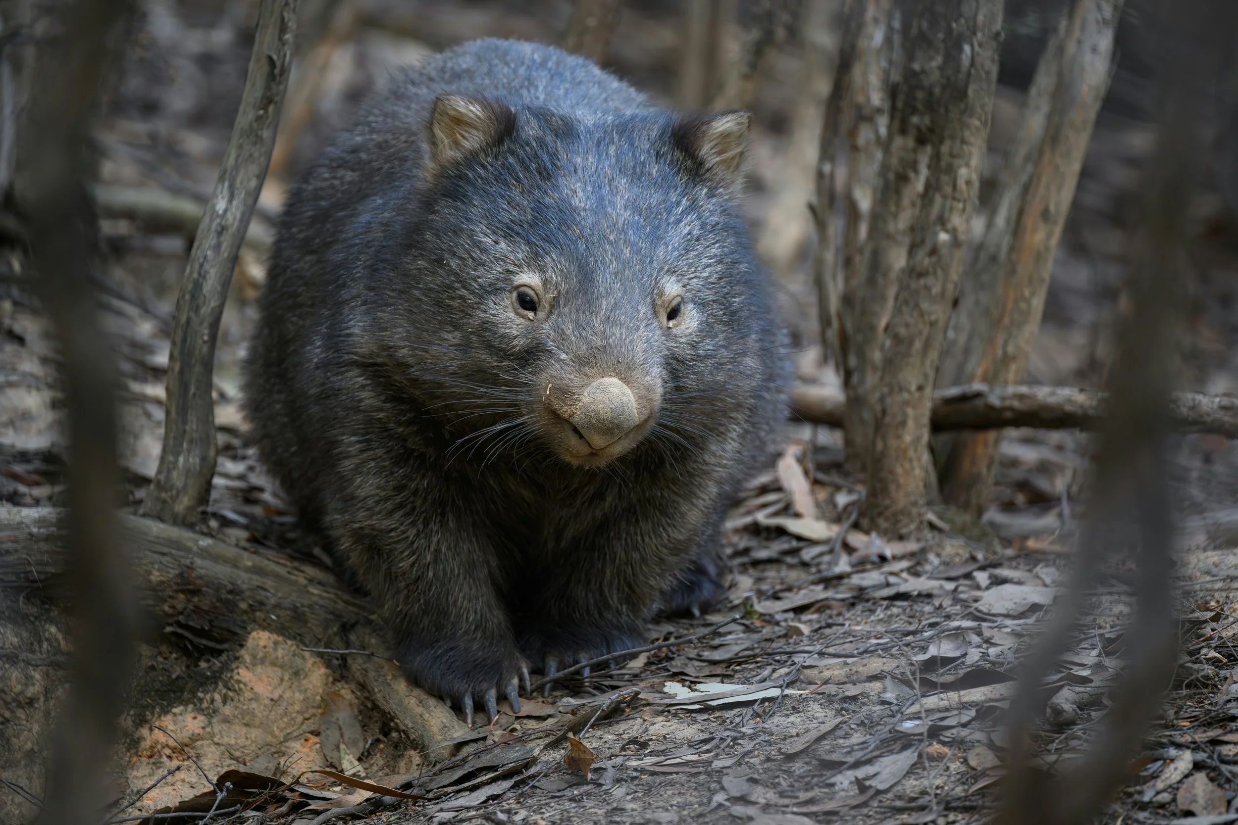 Brushtail possum on forest floor near Wilsons Prom close to Prom Gate Getaway