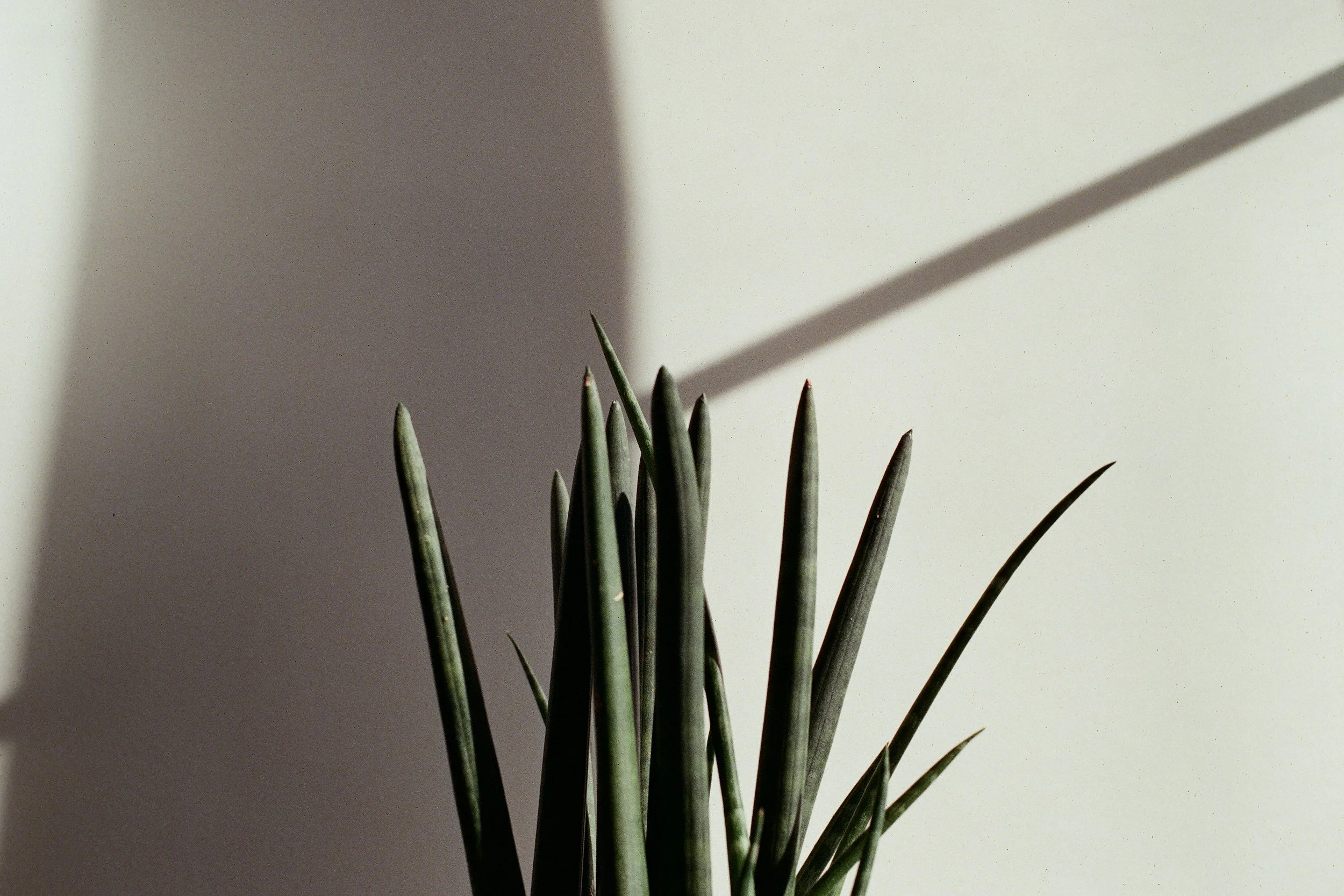 Green cactus plant with long, pointed, spiky leaves in front of a white wall with a shadow cast across it.