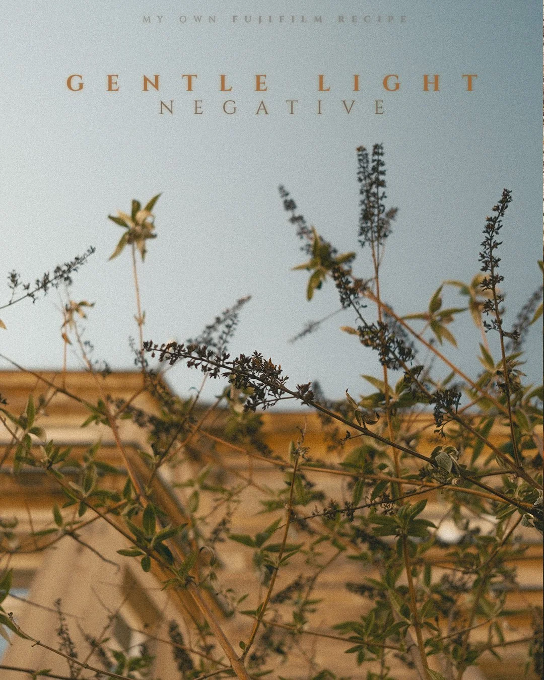 GENTLE LIGHT NEGATIVE