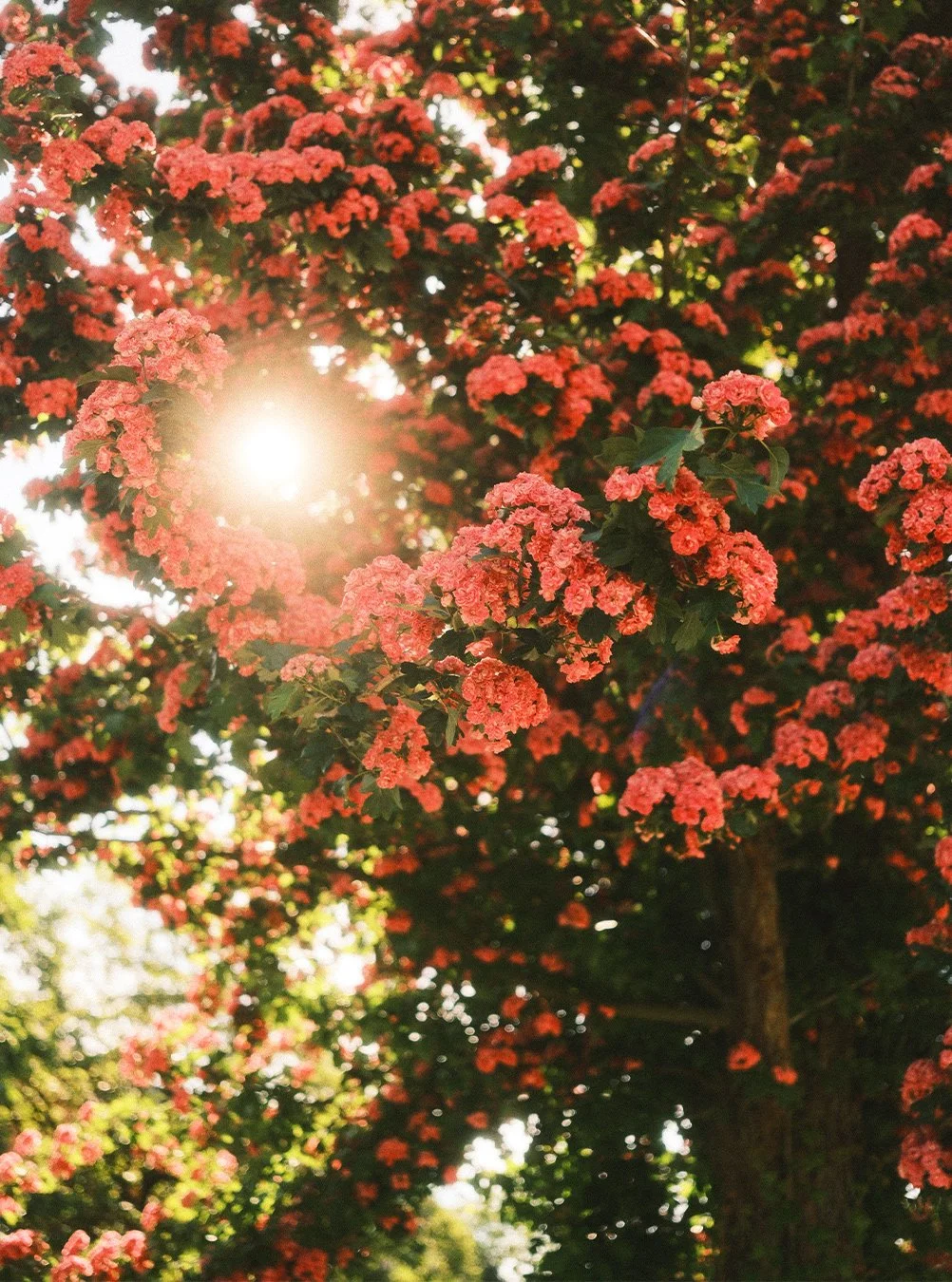 Fujixlovers_11.jpg