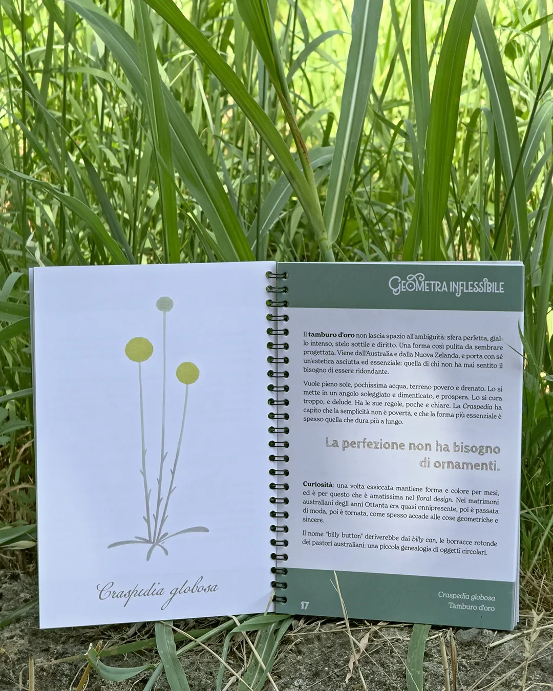 Seeds n° 5 fanzine aperta