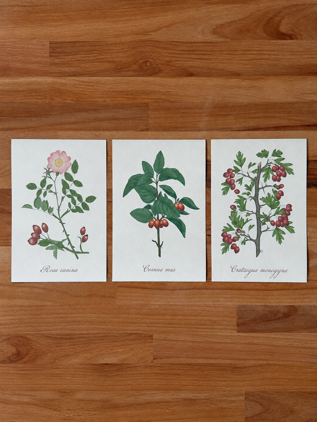Stampe botaniche | Erbario contemporaneo
