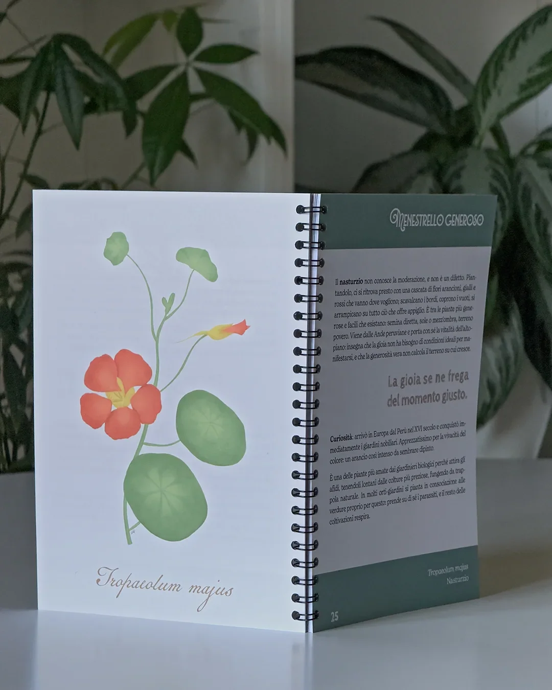 Seeds n° 5 fanzine ripiegata