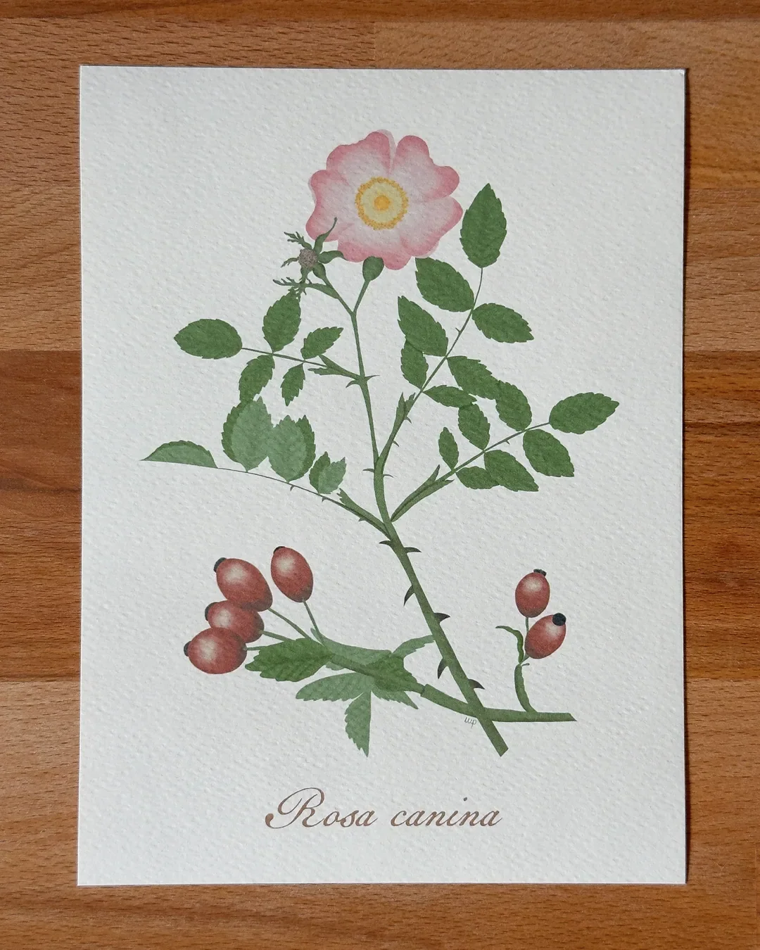 Rosa canina.webp