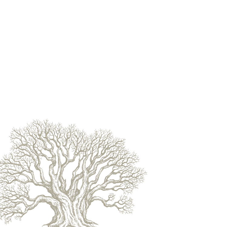 A detailed, leafless tree illustrated in beige on a black background.