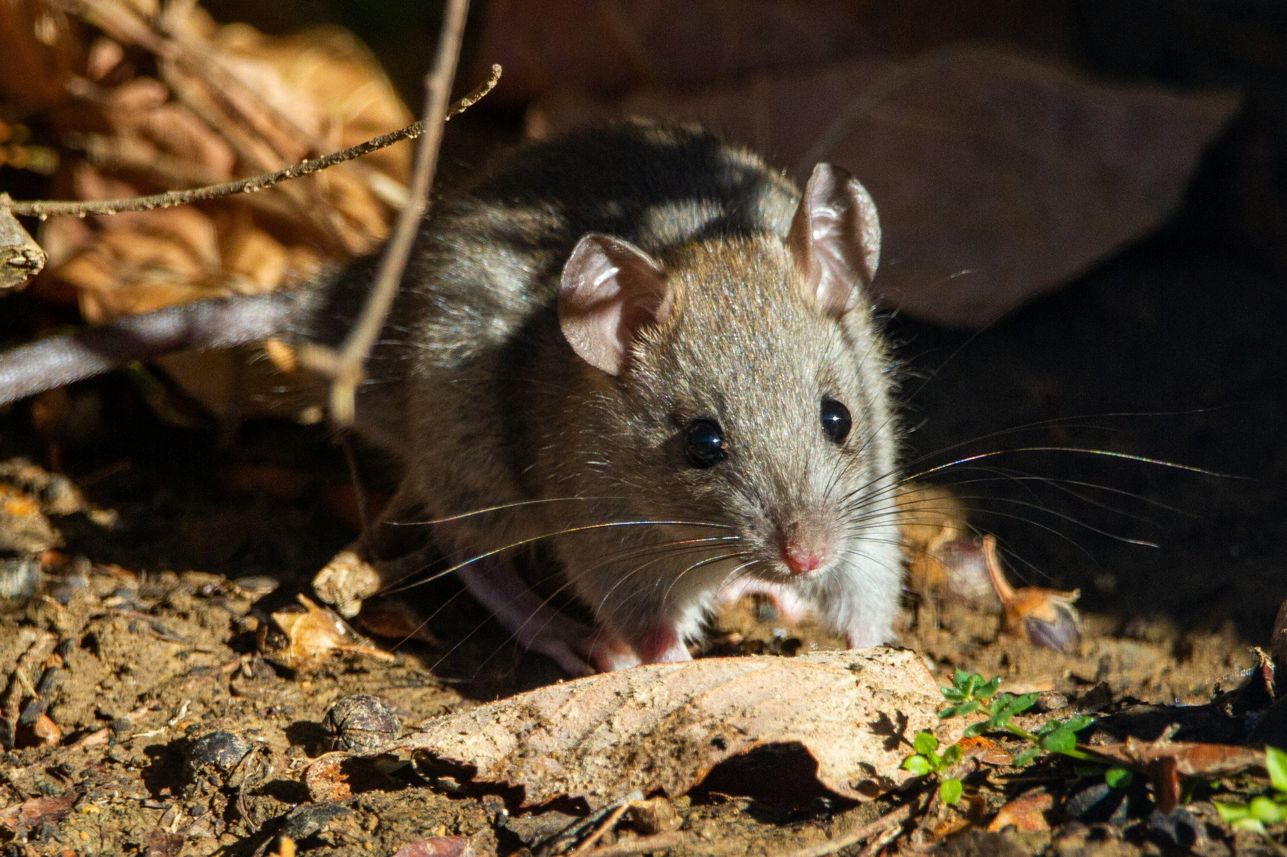 Rat hiding in bush