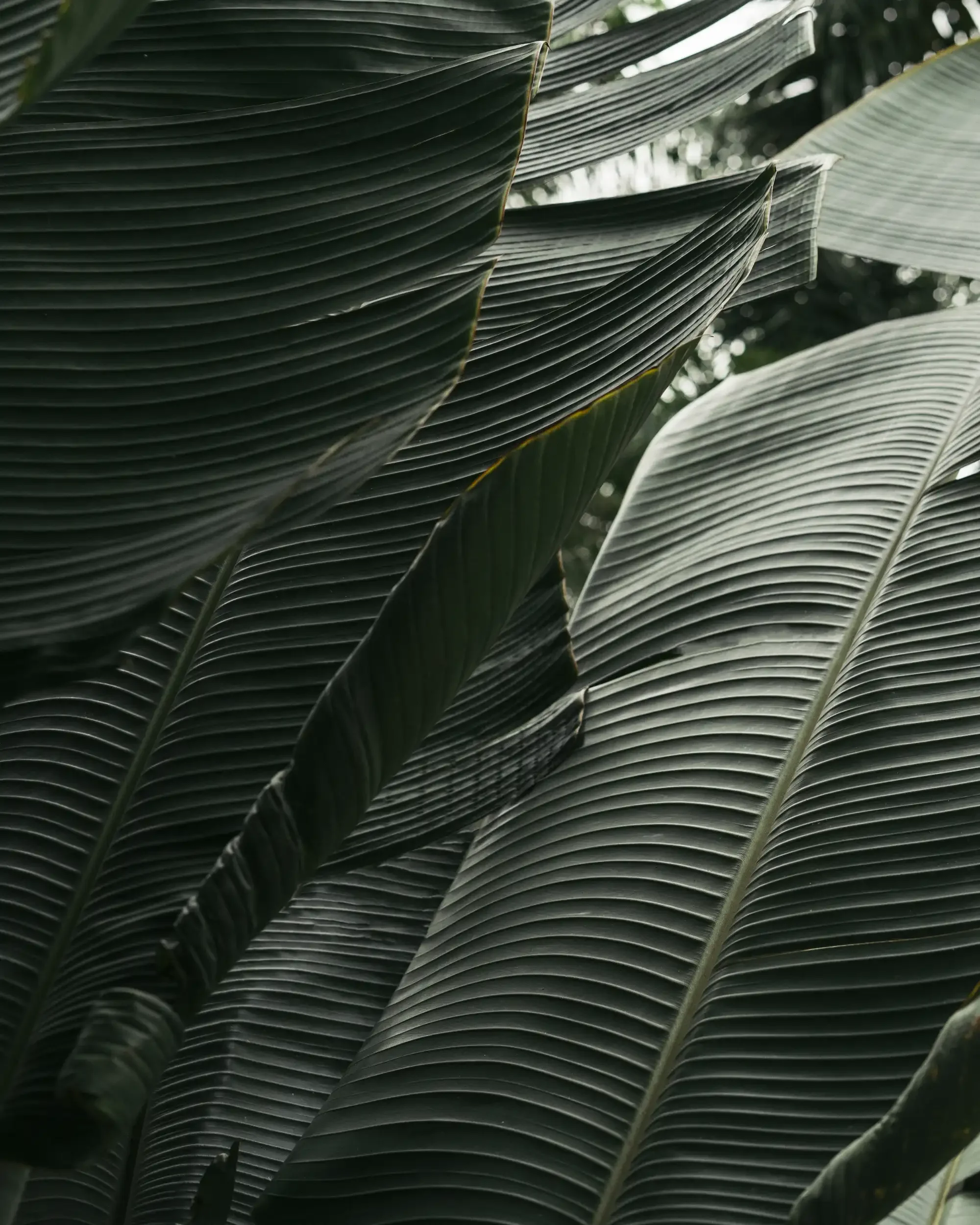 Close-up of large green leaves with prominent veins, overlapping each other