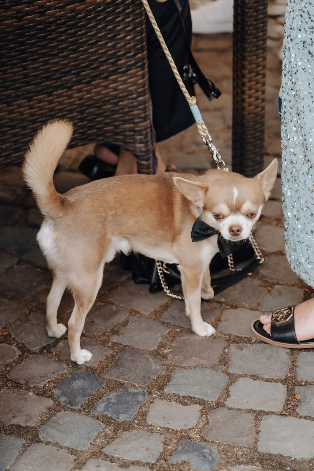 A dog is also a wedding guest and wears a bow photographed by Jessica Di Salvo.