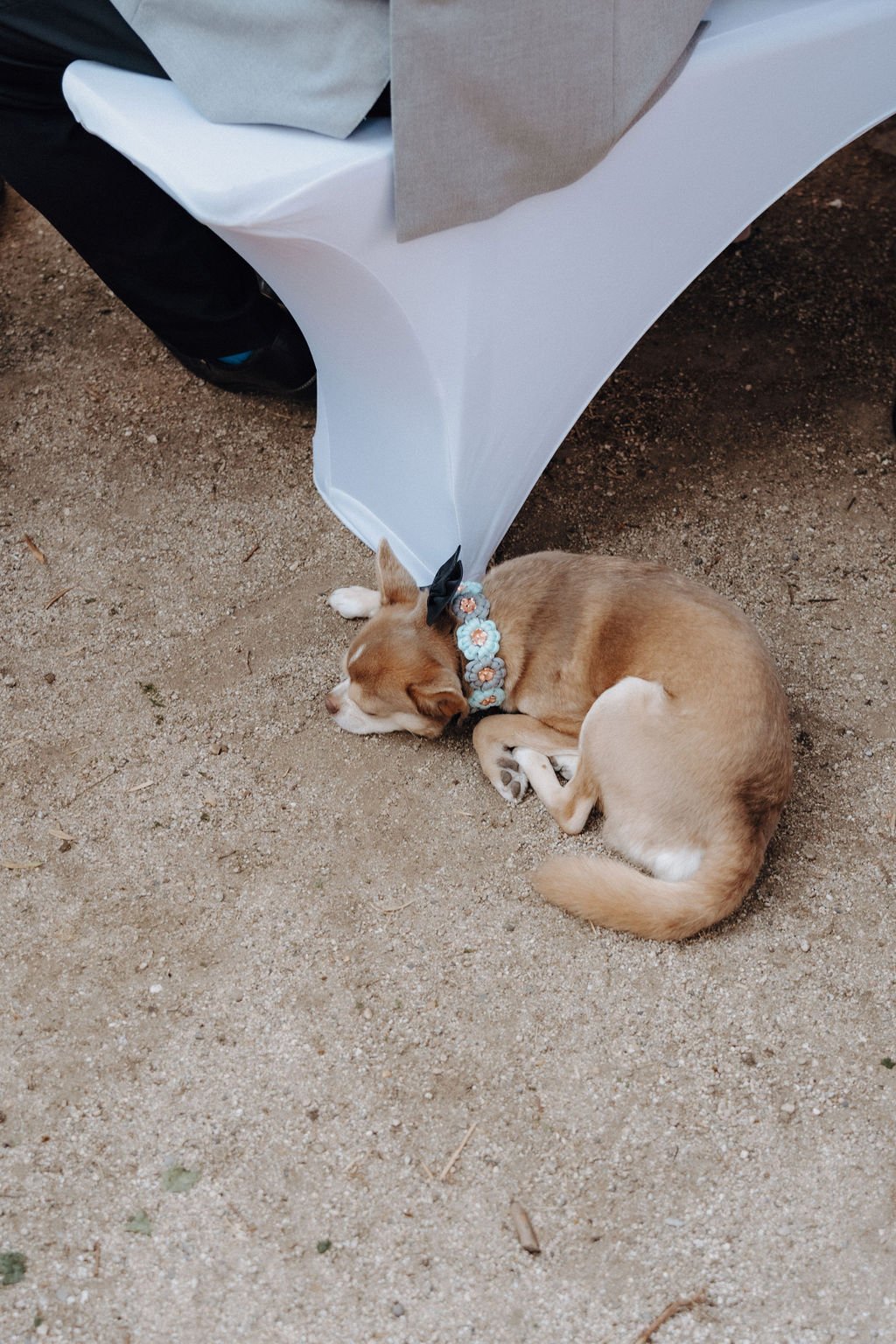 Dog during wedding ceremony by Jessica Di Salvo.