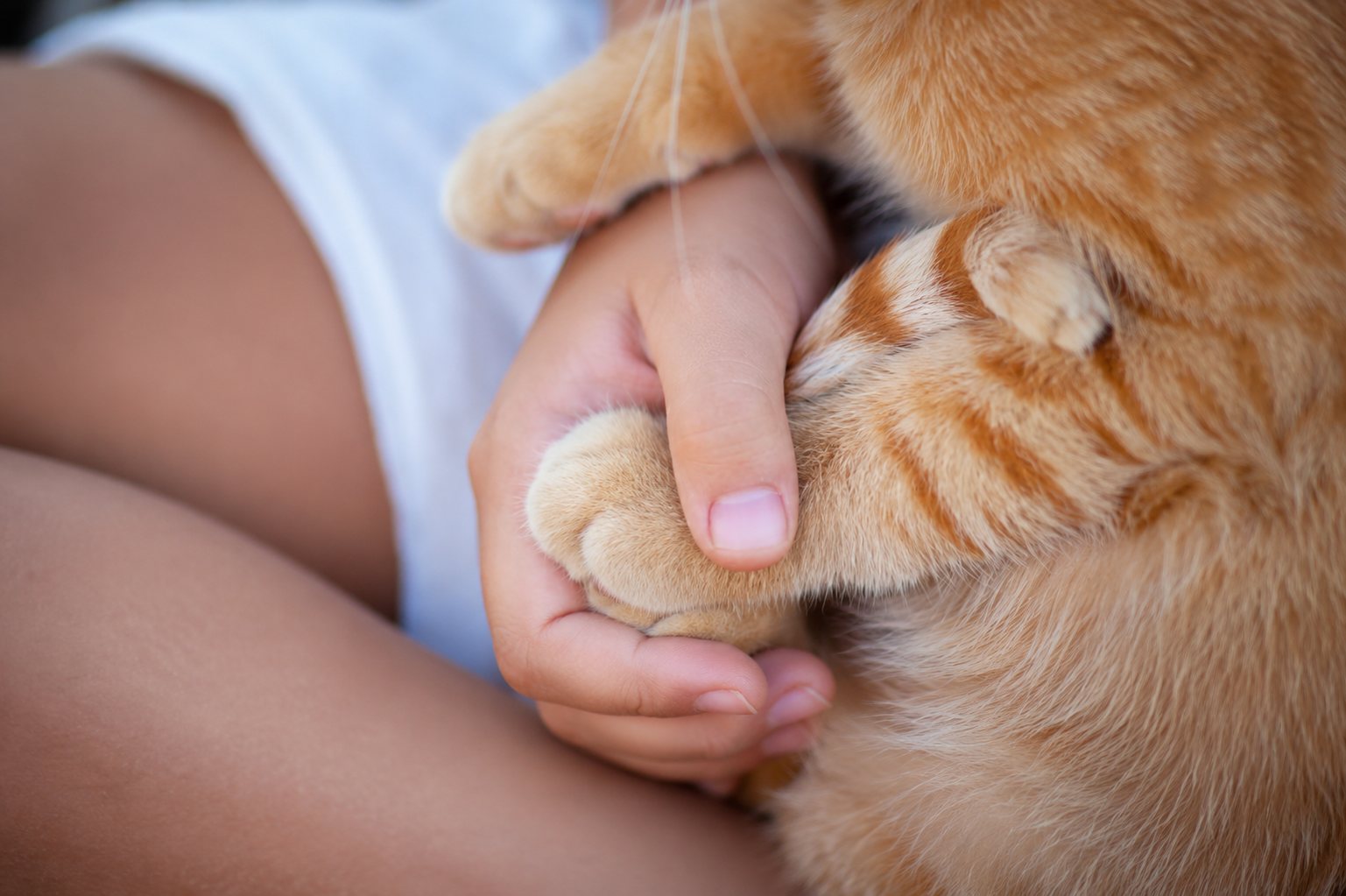 Cuando muere una mascota: lo que muchas familias viven en silencio