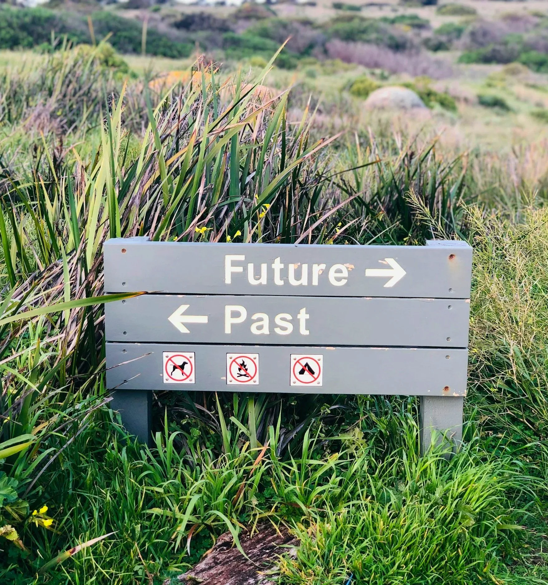 A sign in a grassy outdoor area with arrows pointing right labeled "Future" and left labeled "Past," featuring icons indicating no dogs, no fires, and no camping.