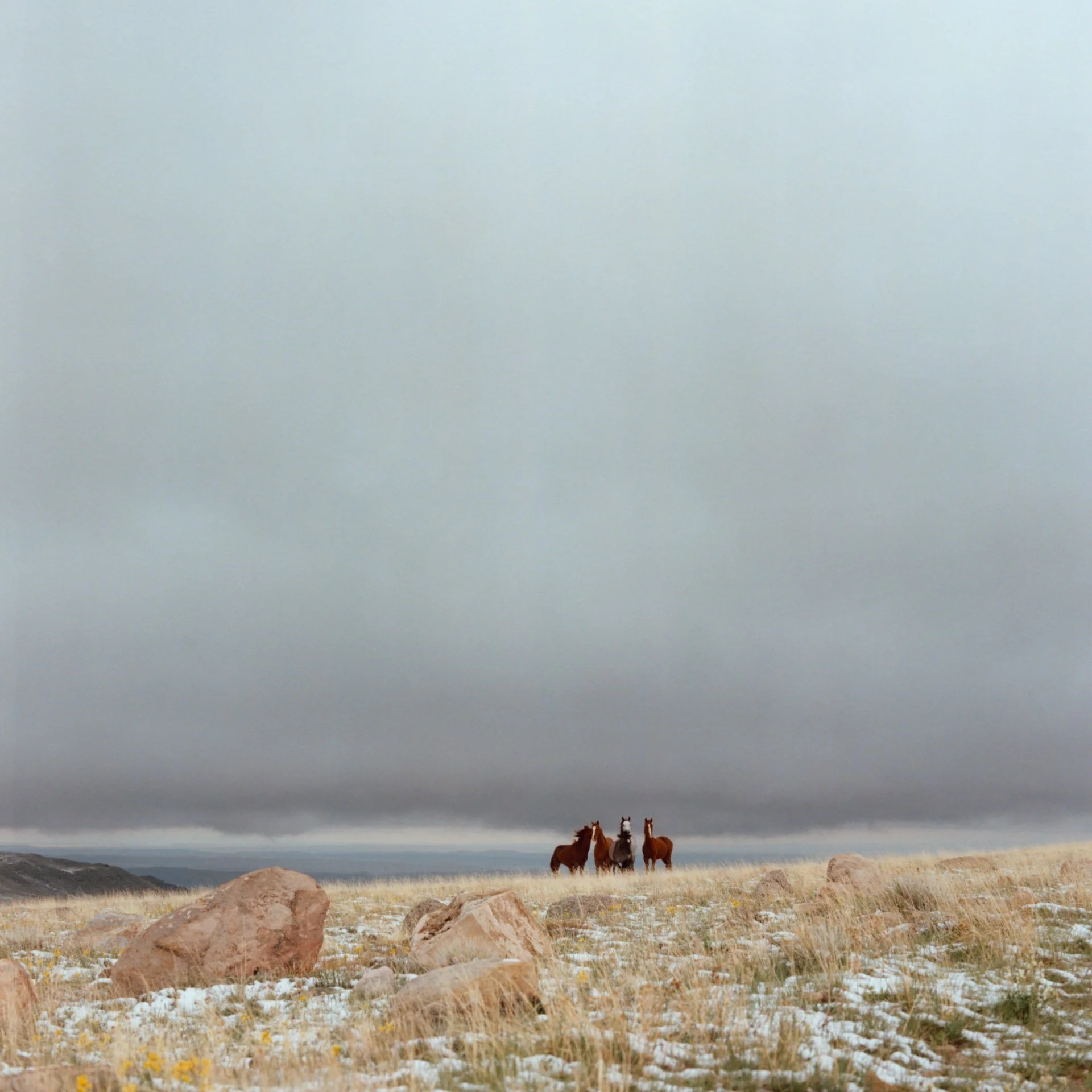 A cluster of wild mustangs in the mountains on the Wind River Indian Reservation in Wyoming.