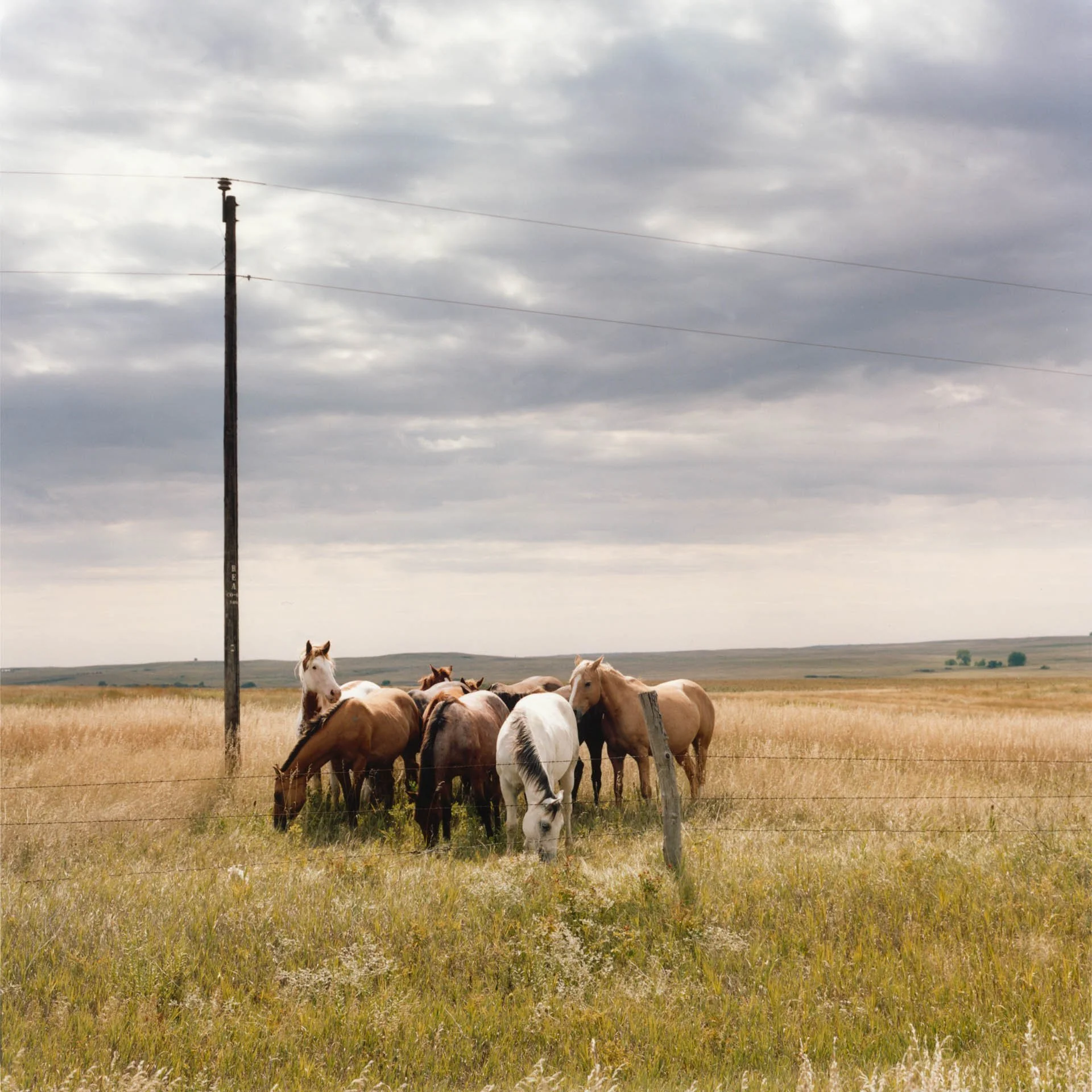 Horses on the Standing Rock Indian Reservation in North Dakota