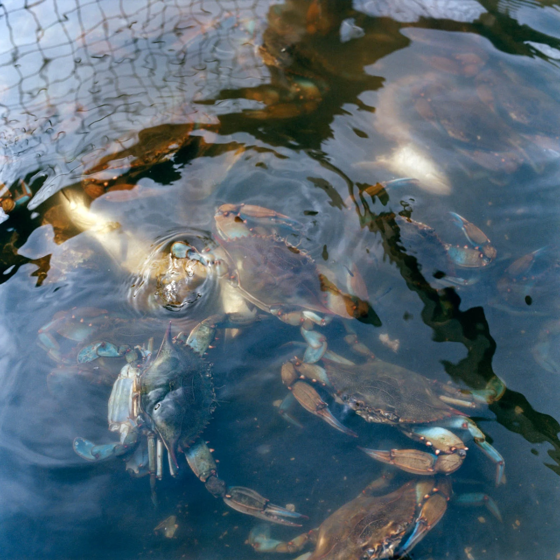 Blue crabs, a local source of food for the tribe.