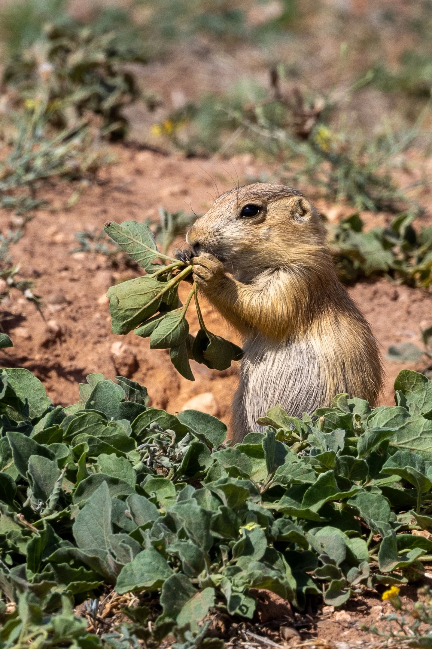 Black-tailed Prairie Dog