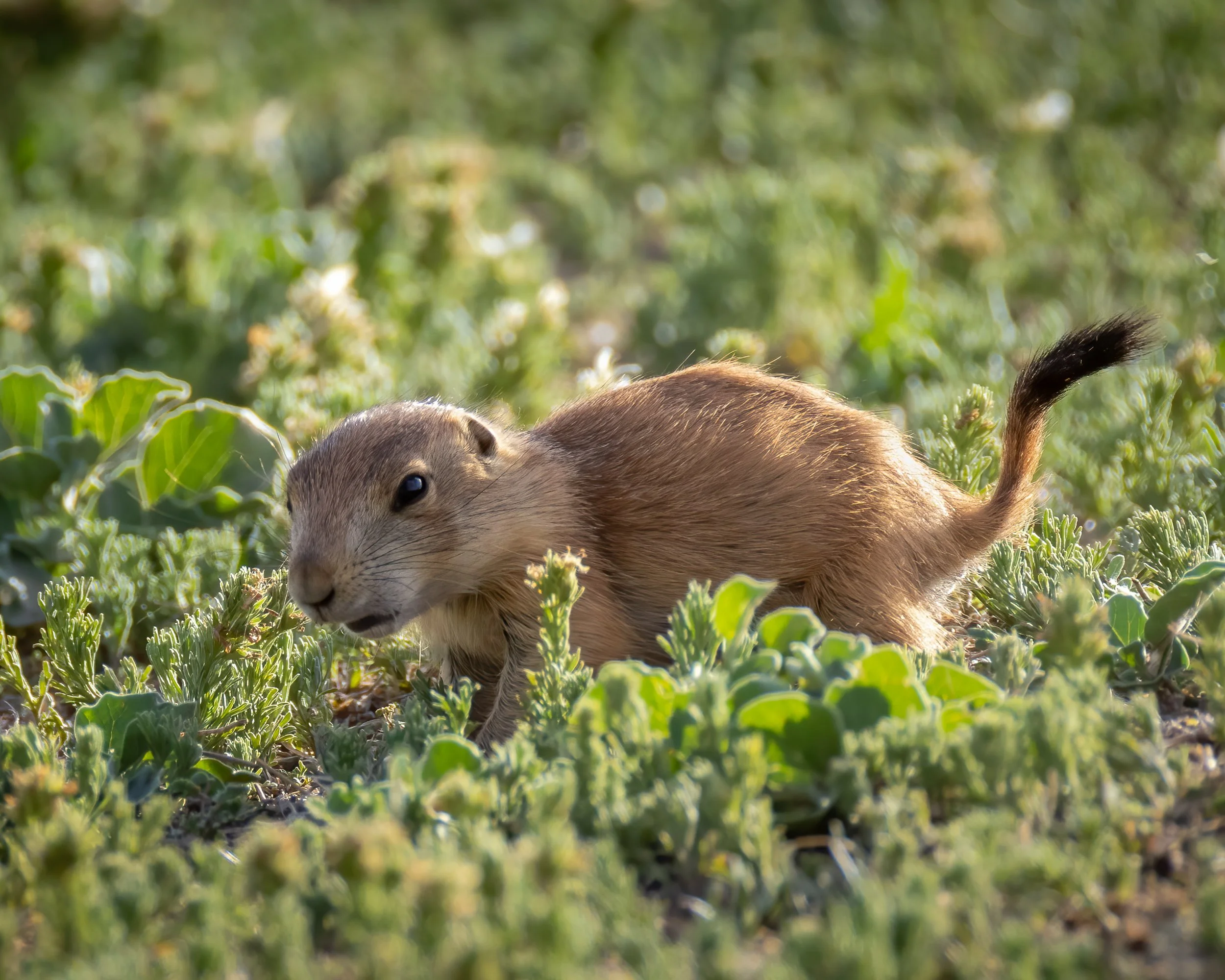Black-tailed Prairie Dog Pup