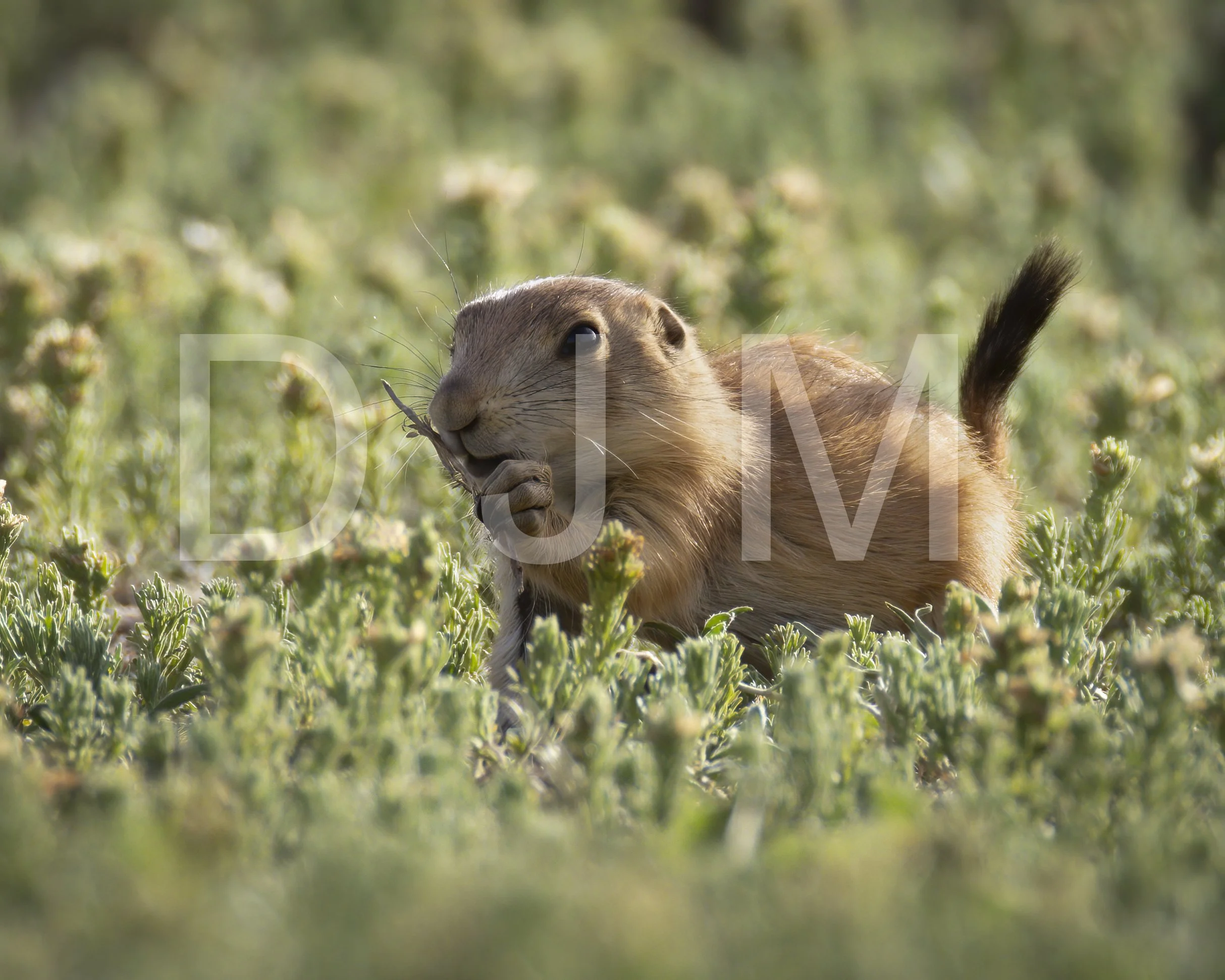 Black-tailed Prairie Dog