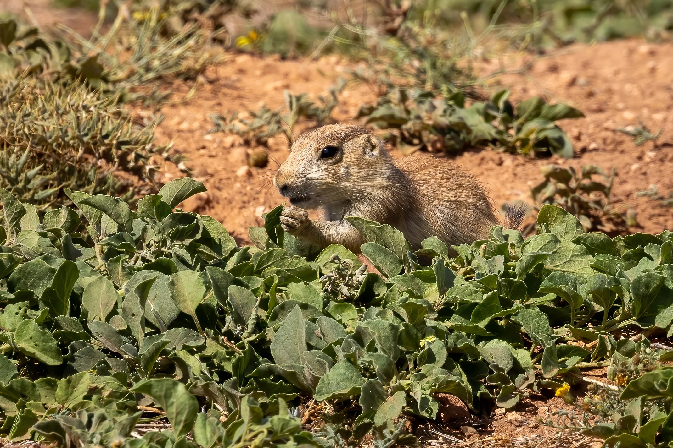Black-tailed Prairie Dog