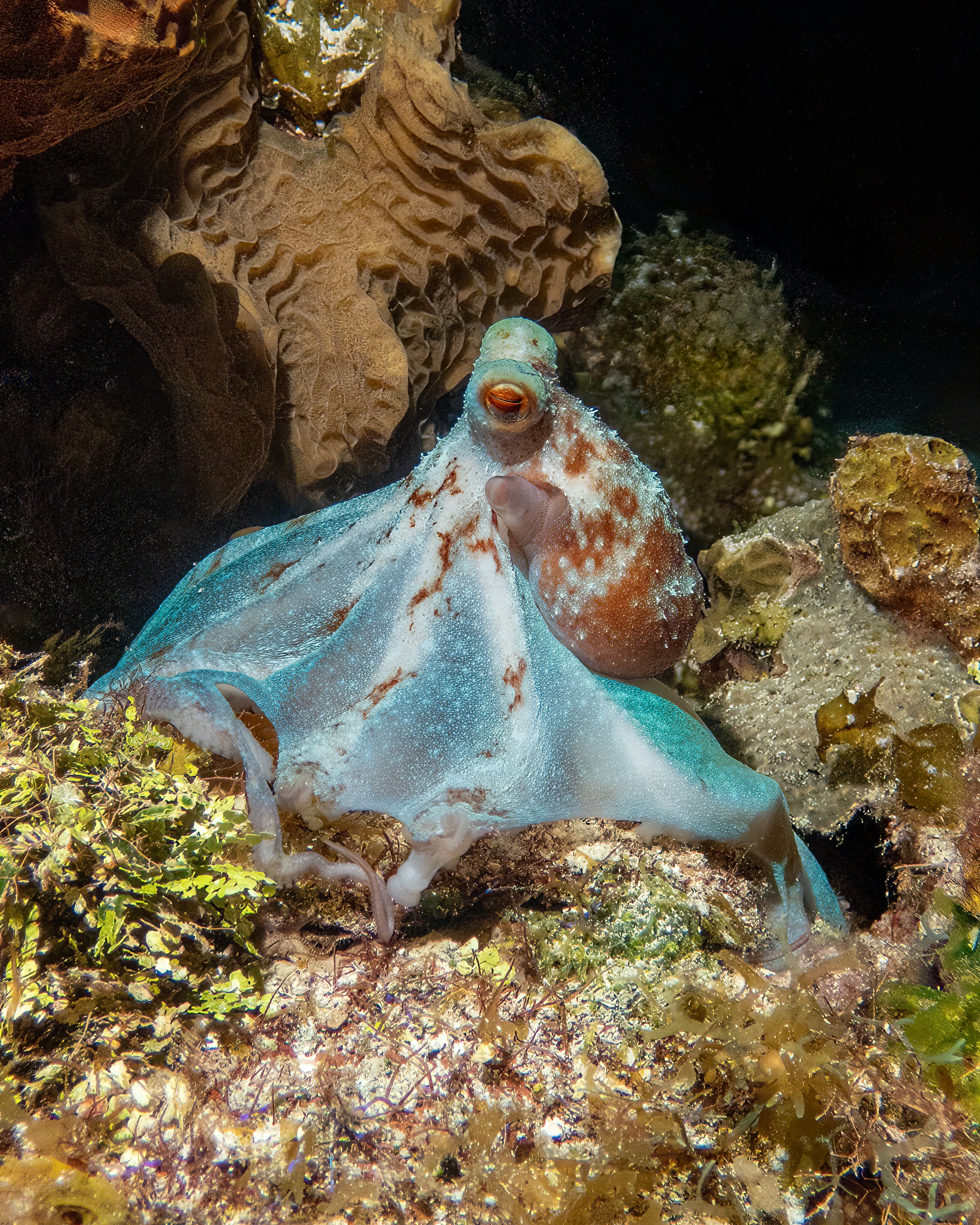 Caribbean Octopus