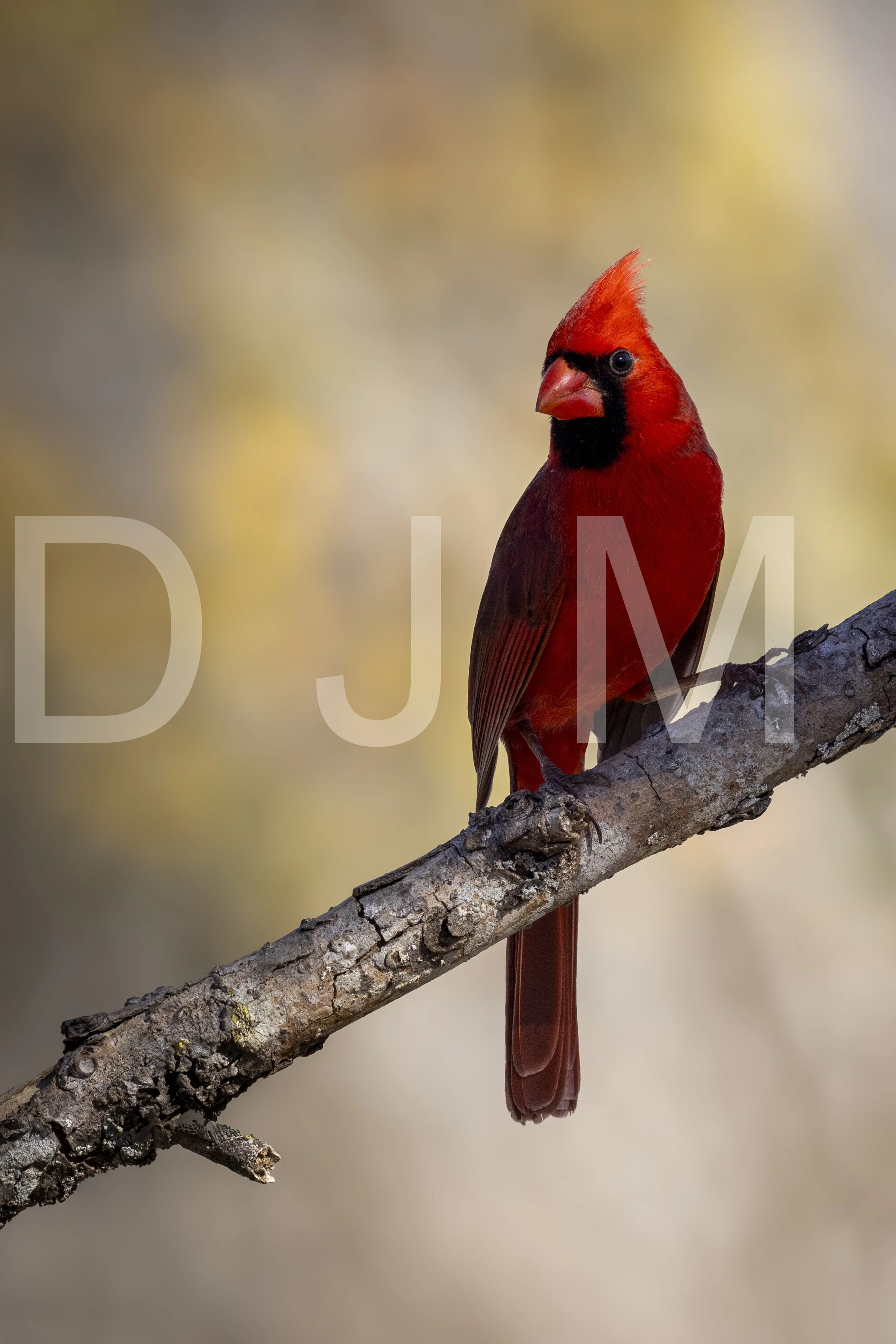 Northern Cardinal