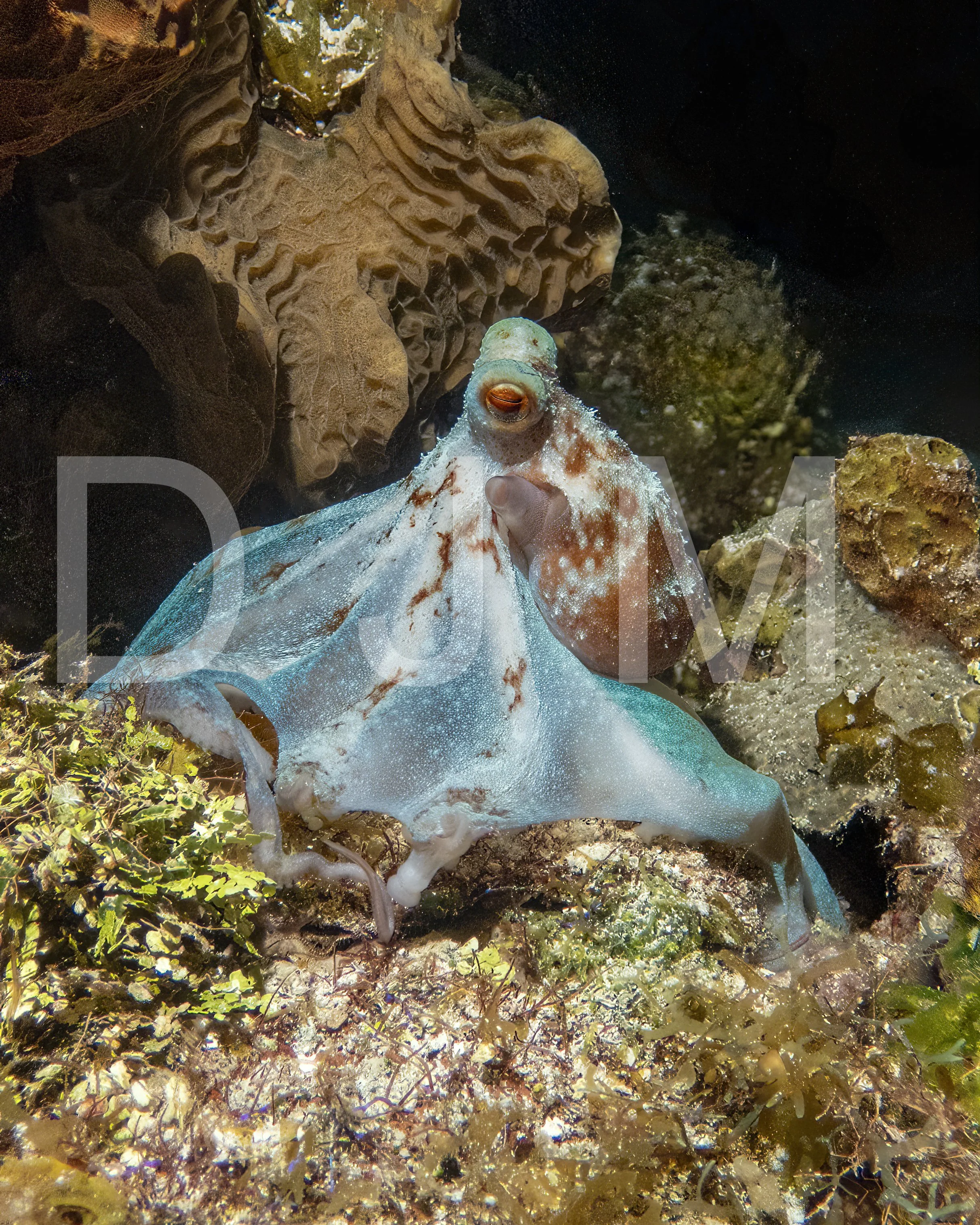Caribbean Octopus