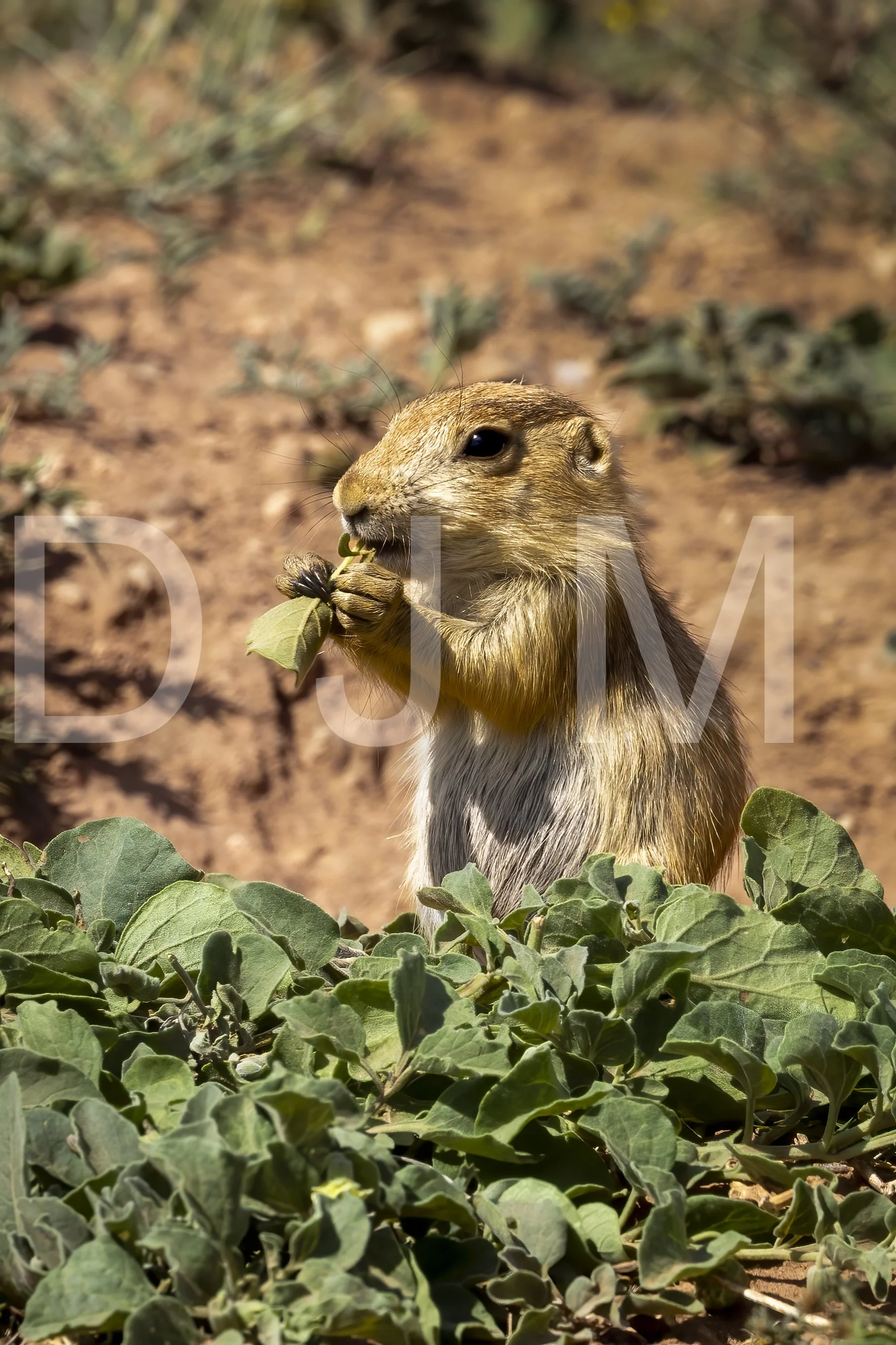 Black-tailed Prairie Dog