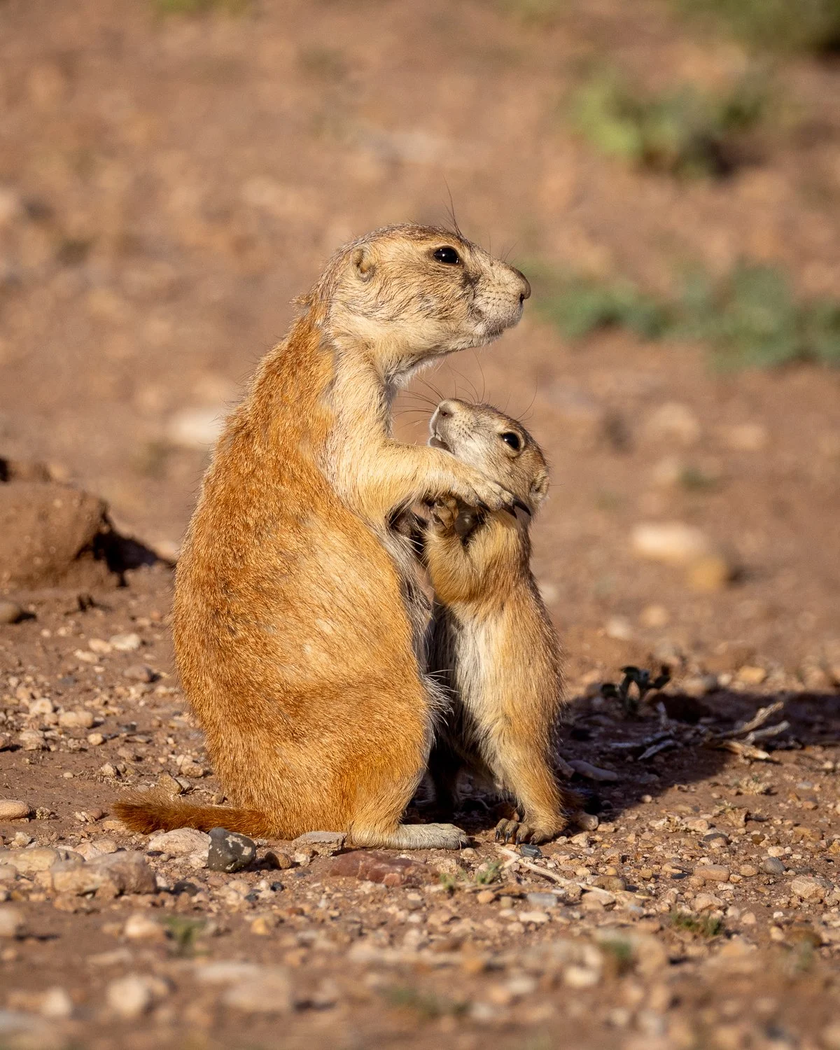 Prairie Dog Mom With Pup