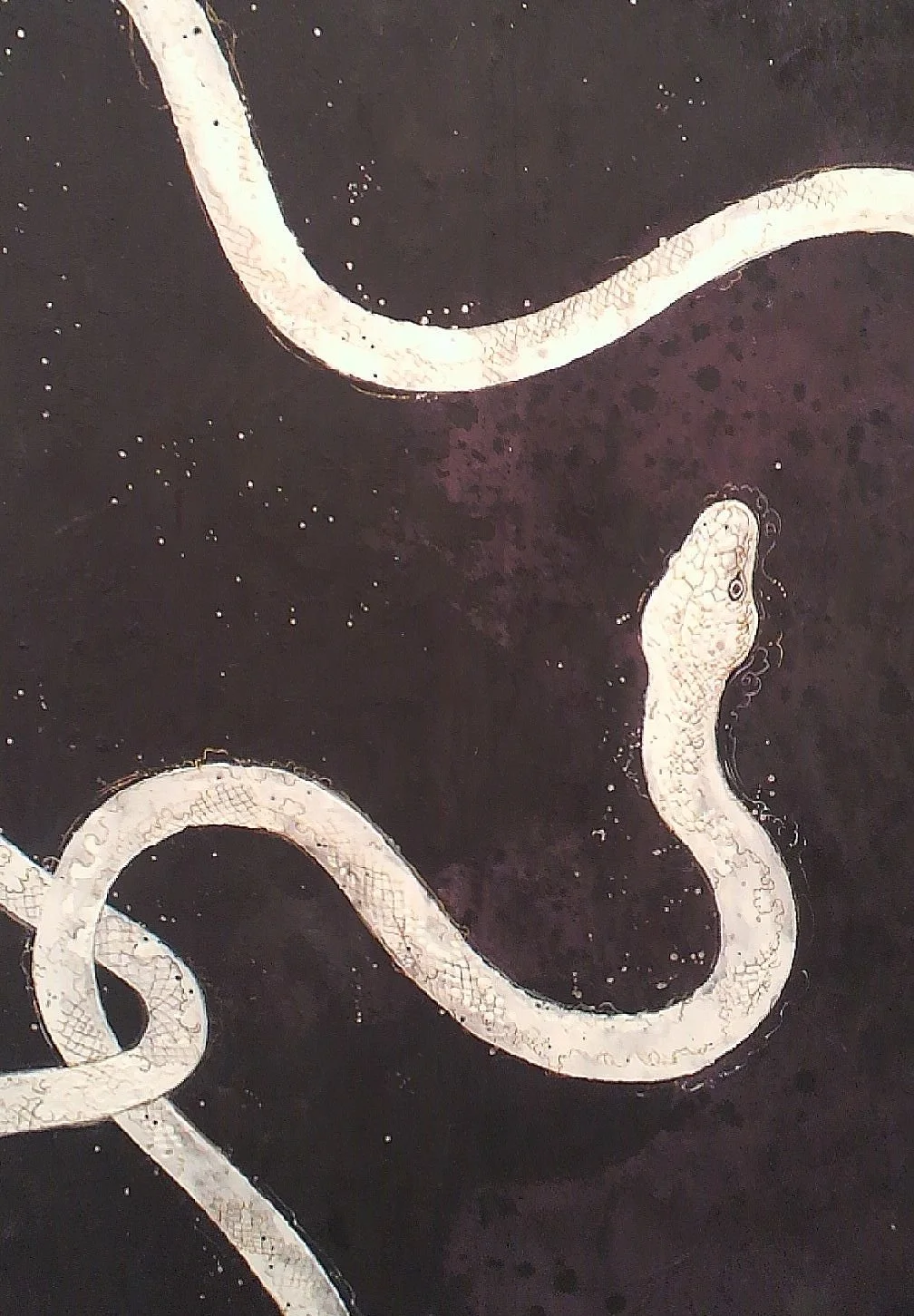 Close-up of a white snake coiled on a dark surface.