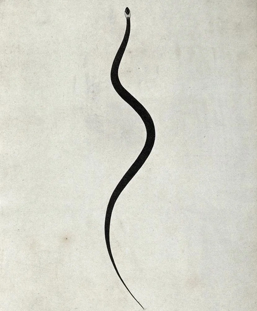 A black snake with a slender, wavy body on a plain light background.