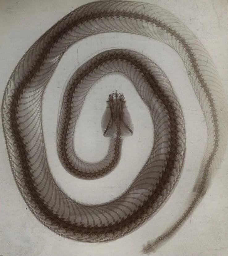 A detailed pencil drawing of a snake coiled in a spiral with a small insect, possibly a moth, in the center of the spiral.