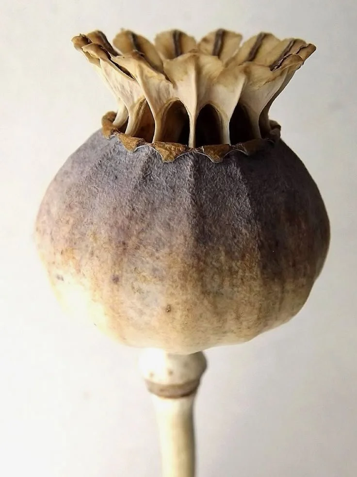 Close-up of a dried poppy seed pod with seeds emerging from the top.