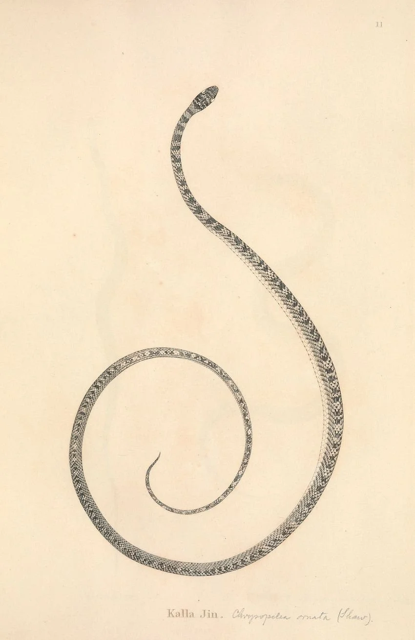 A detailed black and white illustration of a snake coiled with a distinctive pattern, labeled "Kalla Jin. Chrysopelea ornata (Plain)".
