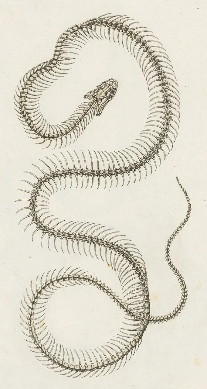Detailed black-and-white illustration of a snake skeleton, with its head turned sideways.