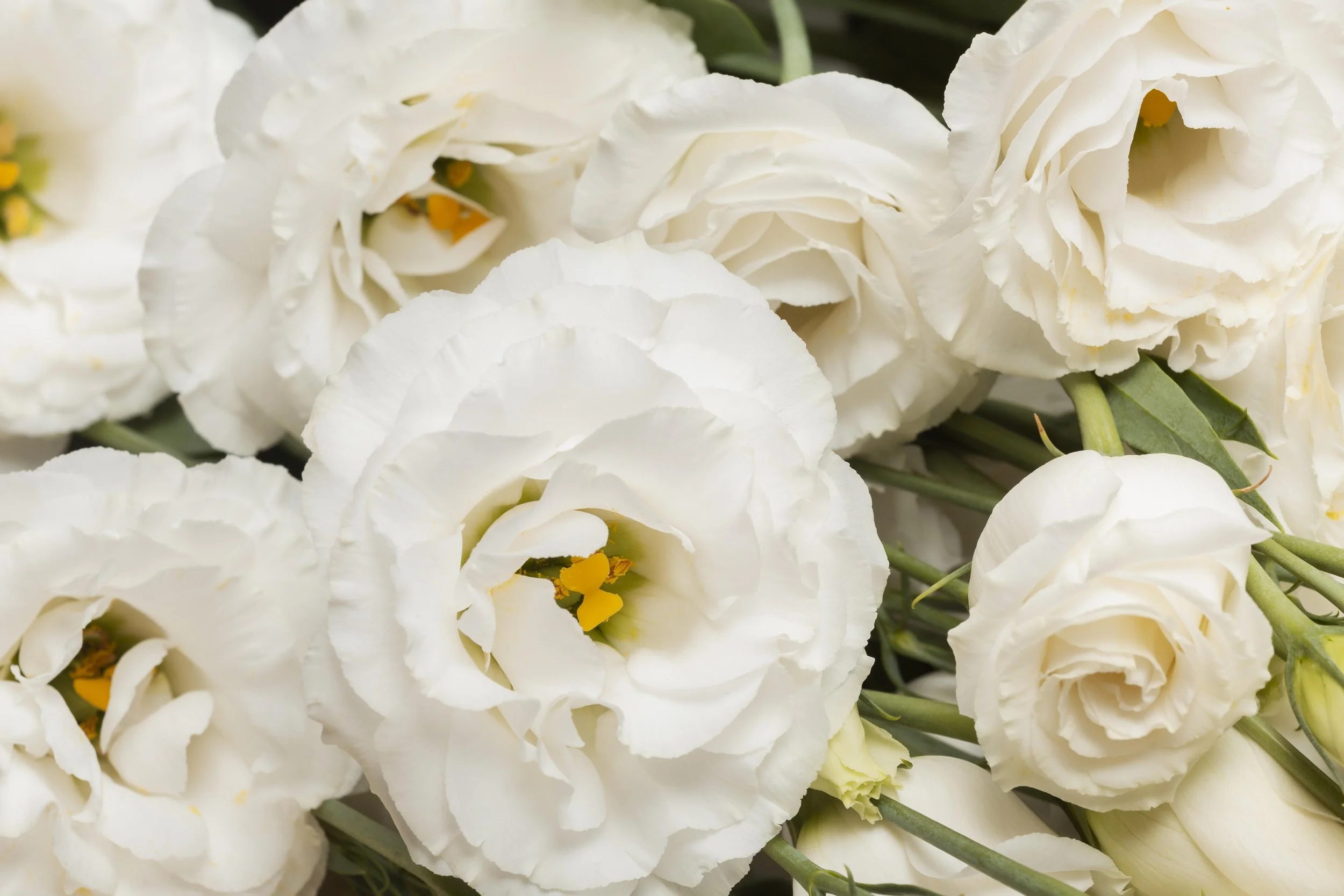Close-up of white eustoma flowers with ruffled petals and yellow stamens.
