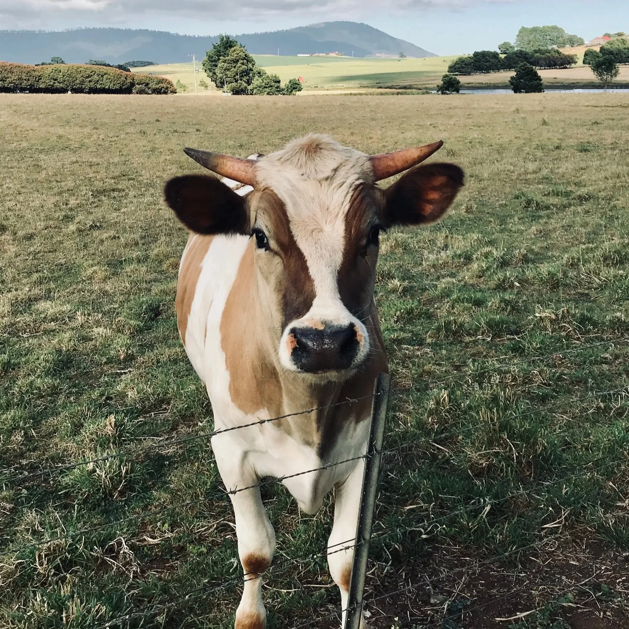 A young brown and white cow with horns standing near a barbed wire fence in a grassy field, with rolling hills and trees in the background under a partly cloudy sky at Scottsdale.