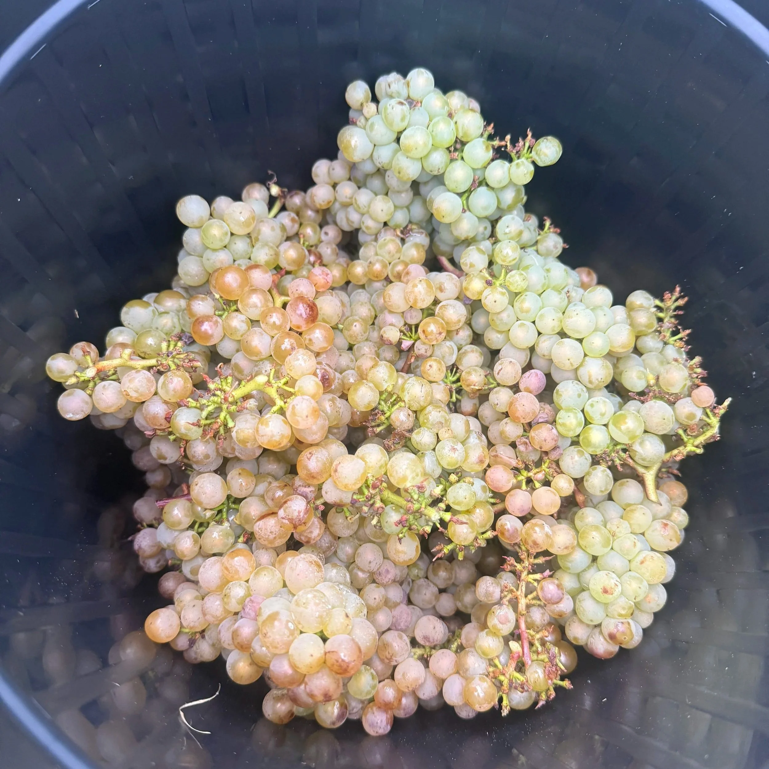 A black bucket filled with bunches of white and light purple grapes.