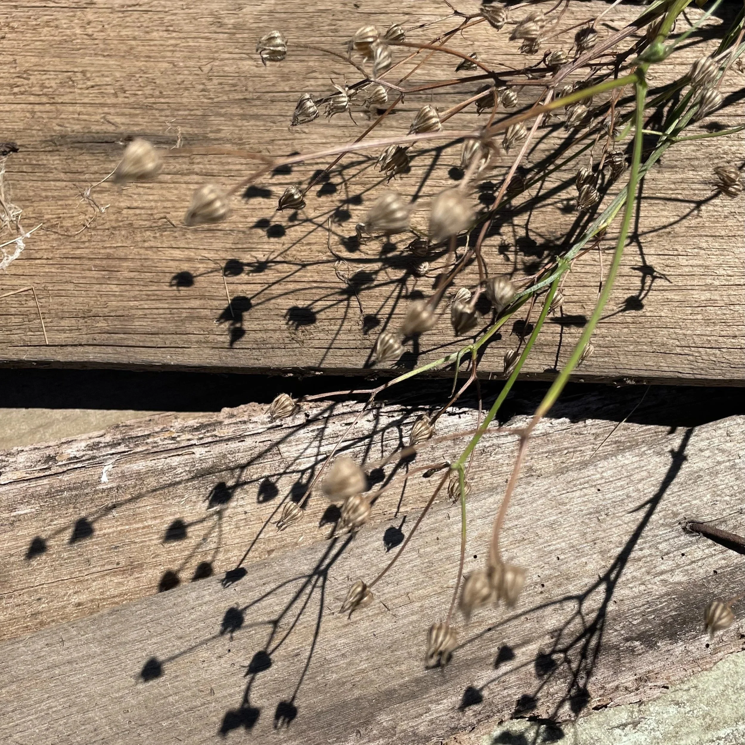 Close-up of dried, brown wildflowers with shadows cast on a weathered wooden surface.