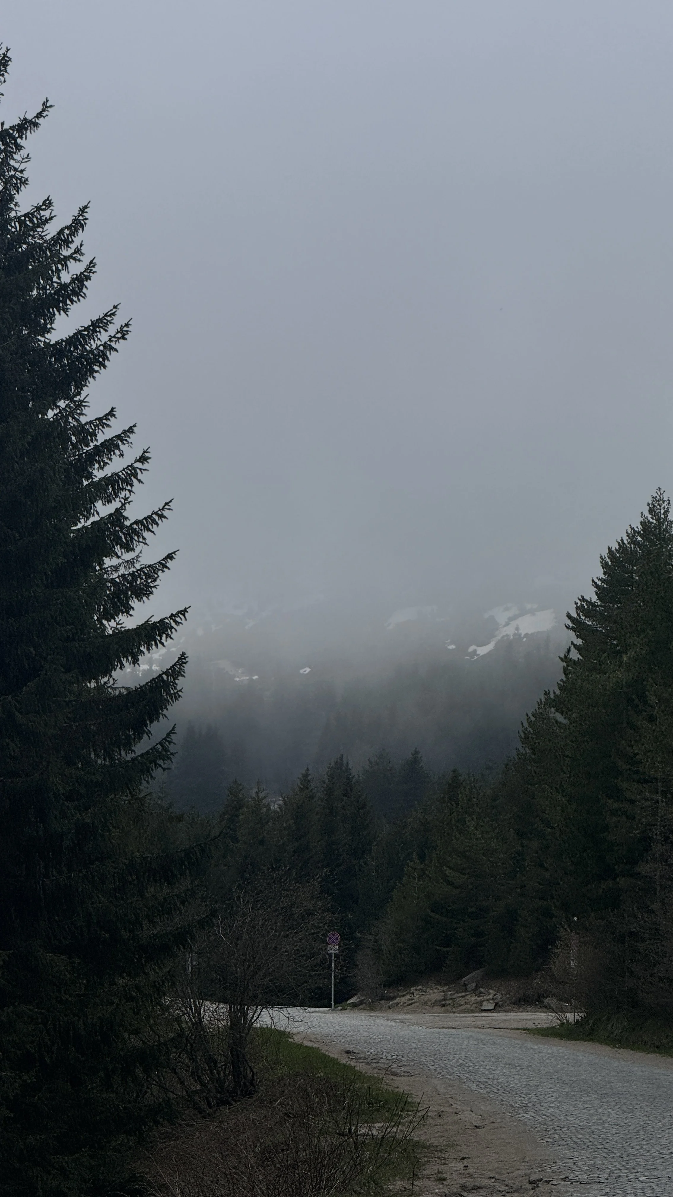 A dirt road winding through a forested area with tall evergreen trees on both sides, foggy mountains in the background, and cloudy sky.