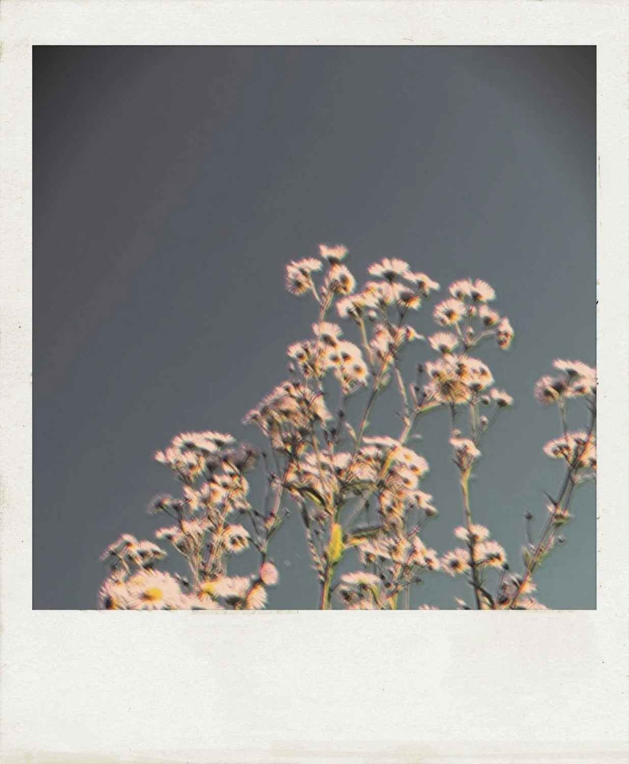 polaroid flowers
