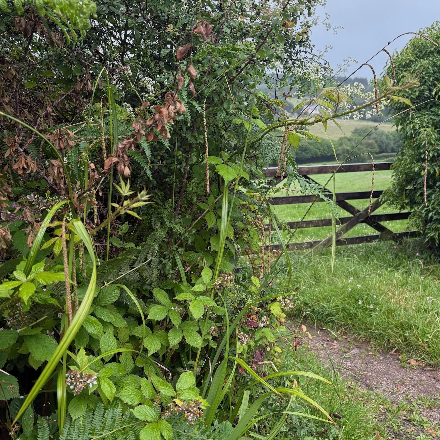 Autumn hedgerow with field gate