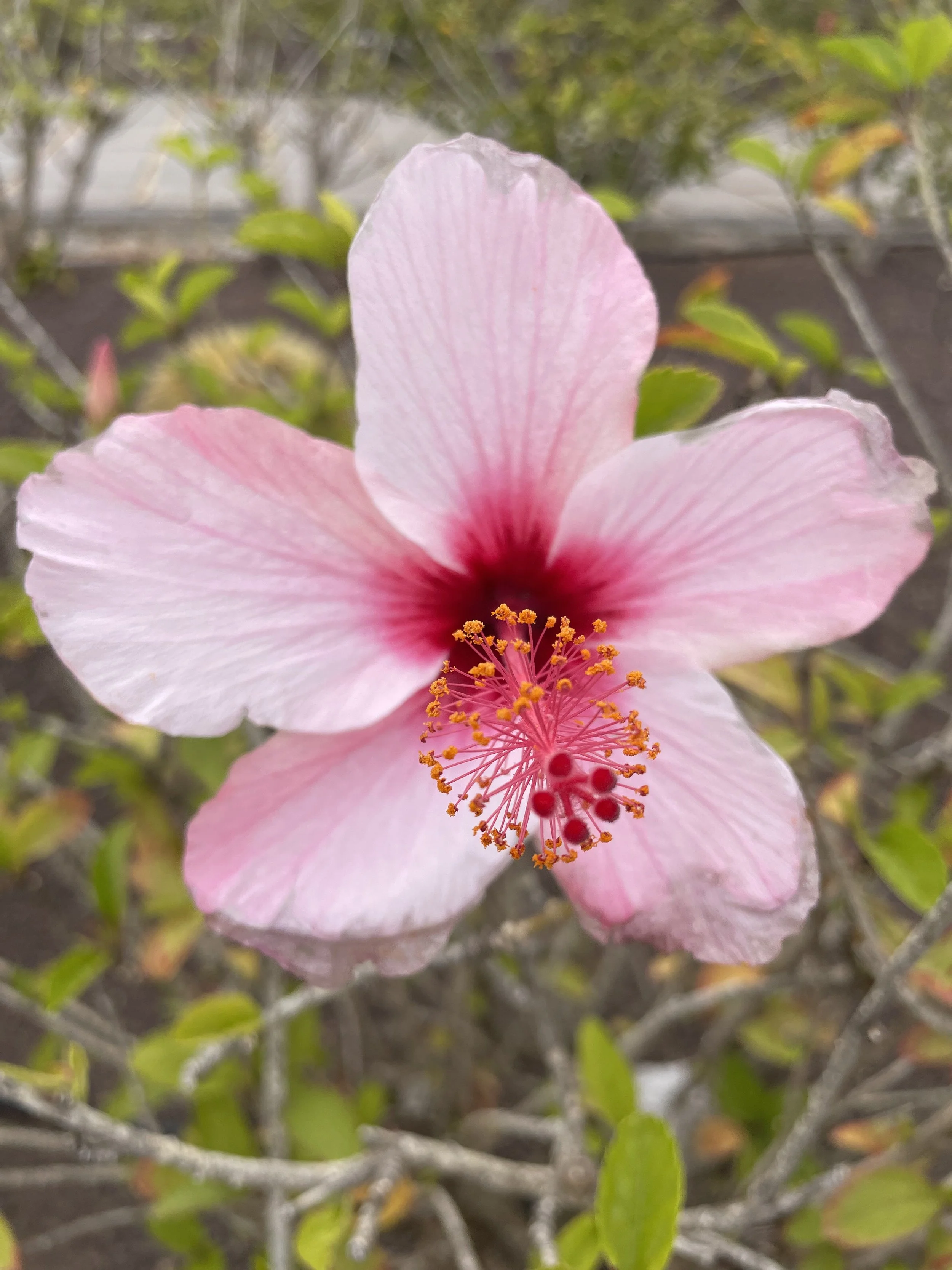 Betancuria_Blume.jpg