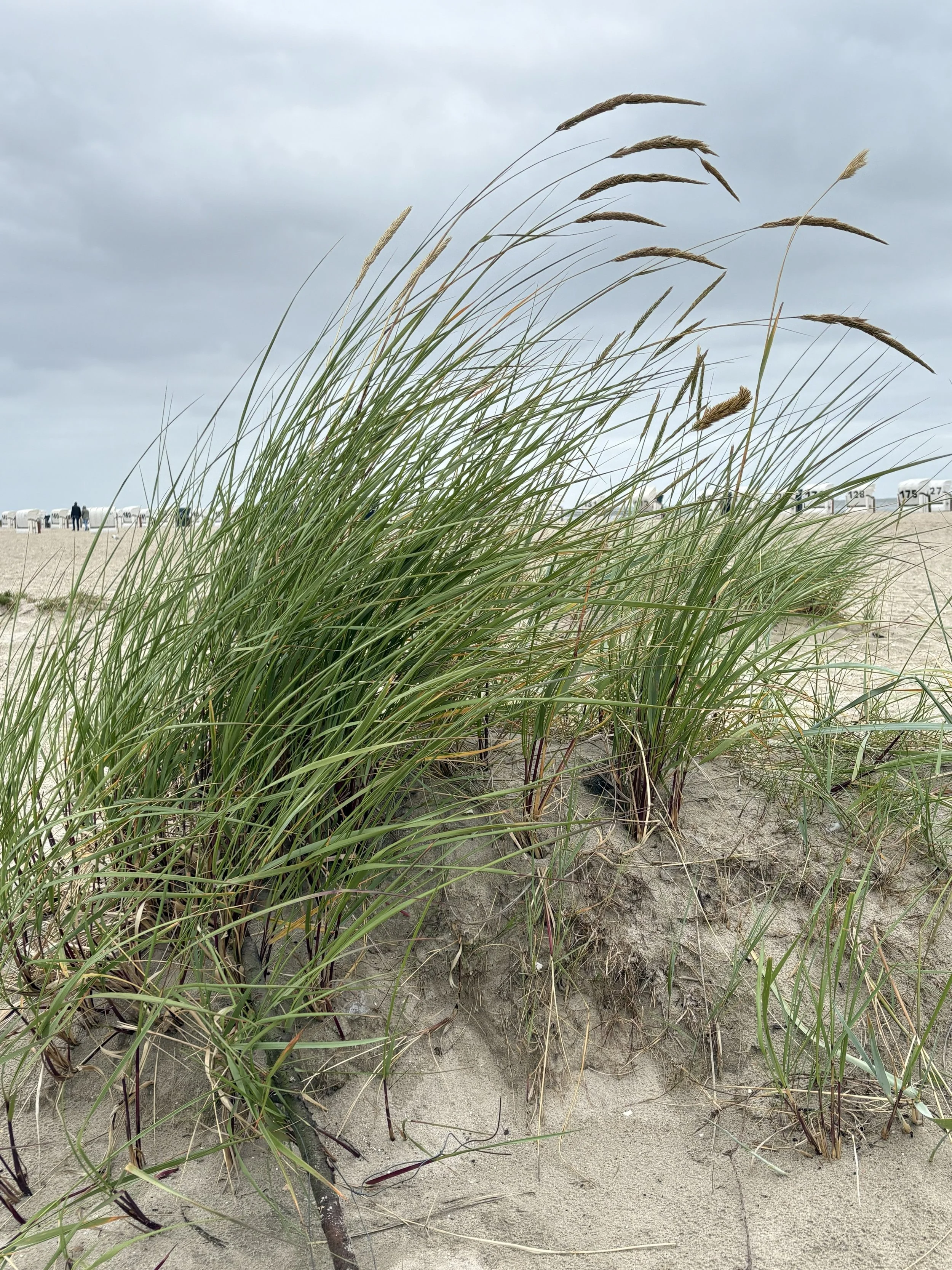 Nordsee Dünen