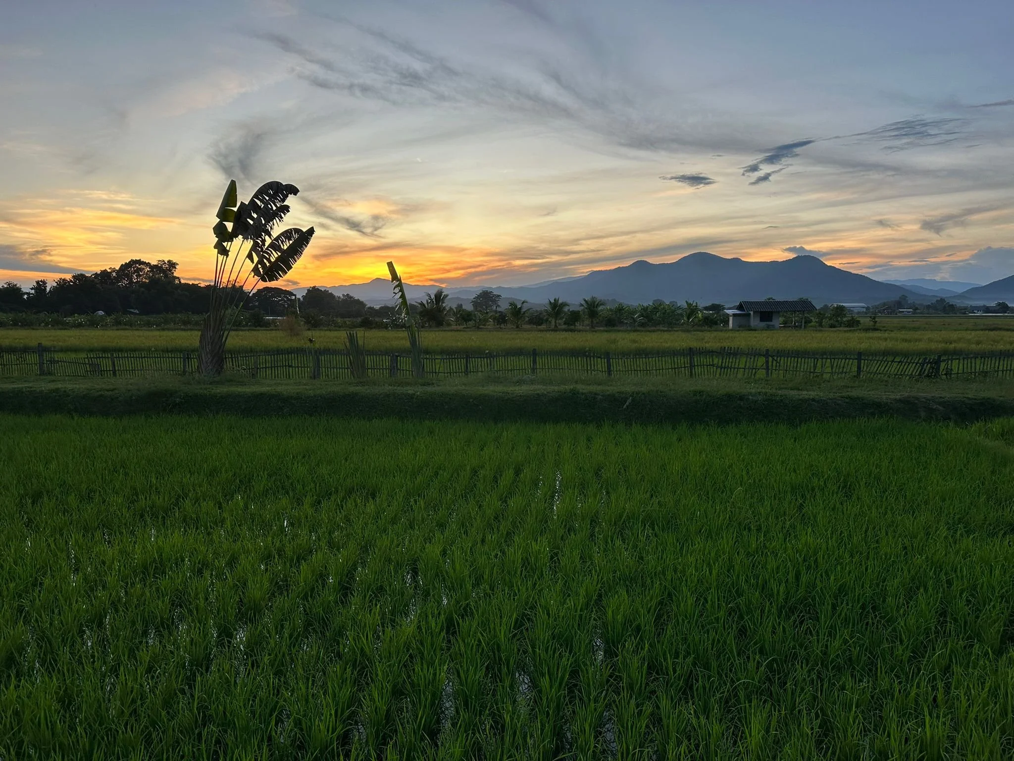 Foto vom Sonnenaufgang mit Blick auf die wunderschöne bergige Landschaft in der Umgebung von Chiang Mai. Der Blick geht über die Reisfelder.
