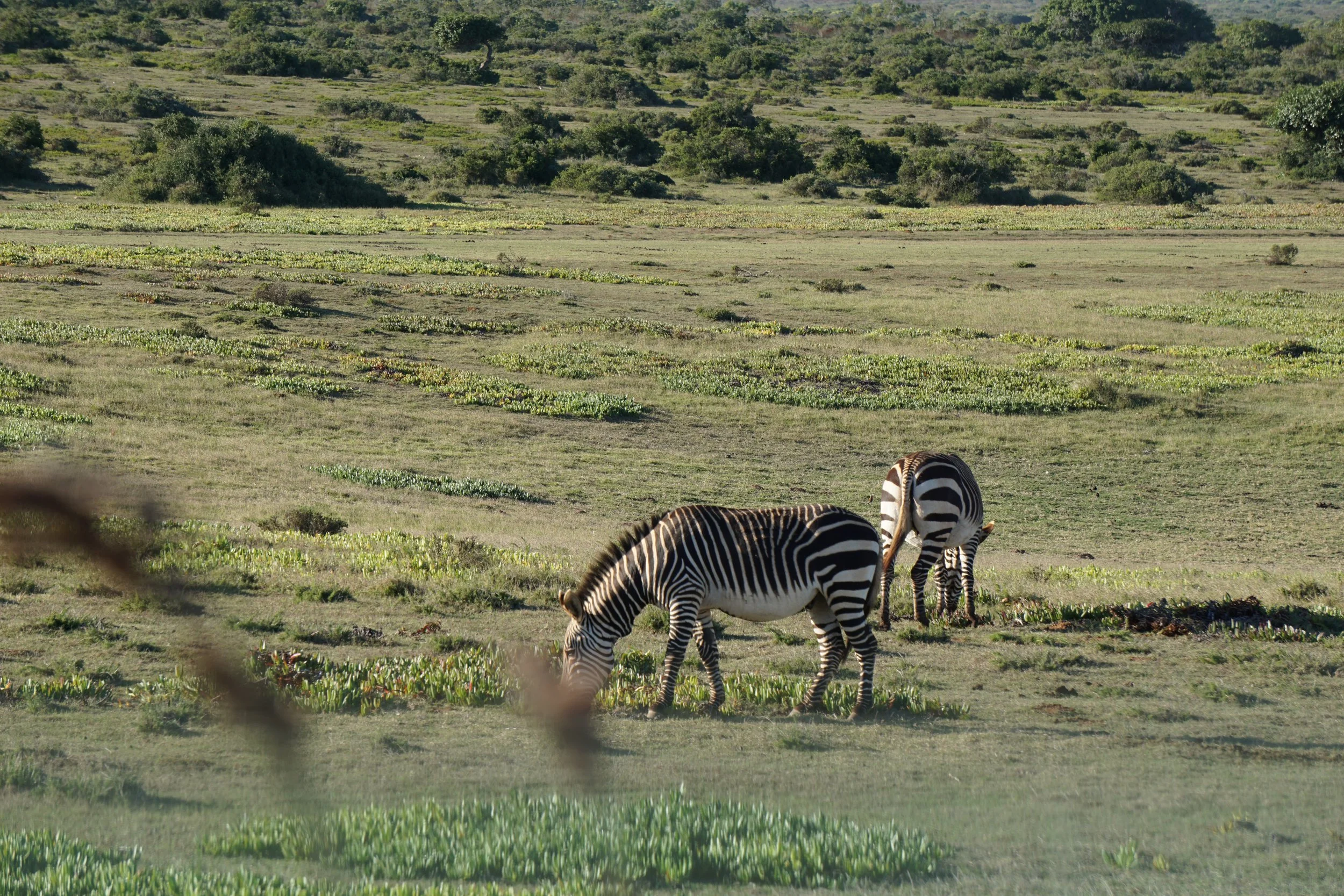 Zebras in einer Graslandschaft mit Büschen und Hügeln im Hintergrund bei einer Safari in Südafrika.