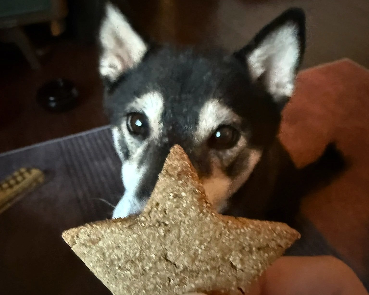 Close-up of a black and white dog biting a large, textured dog treat or biscuit.