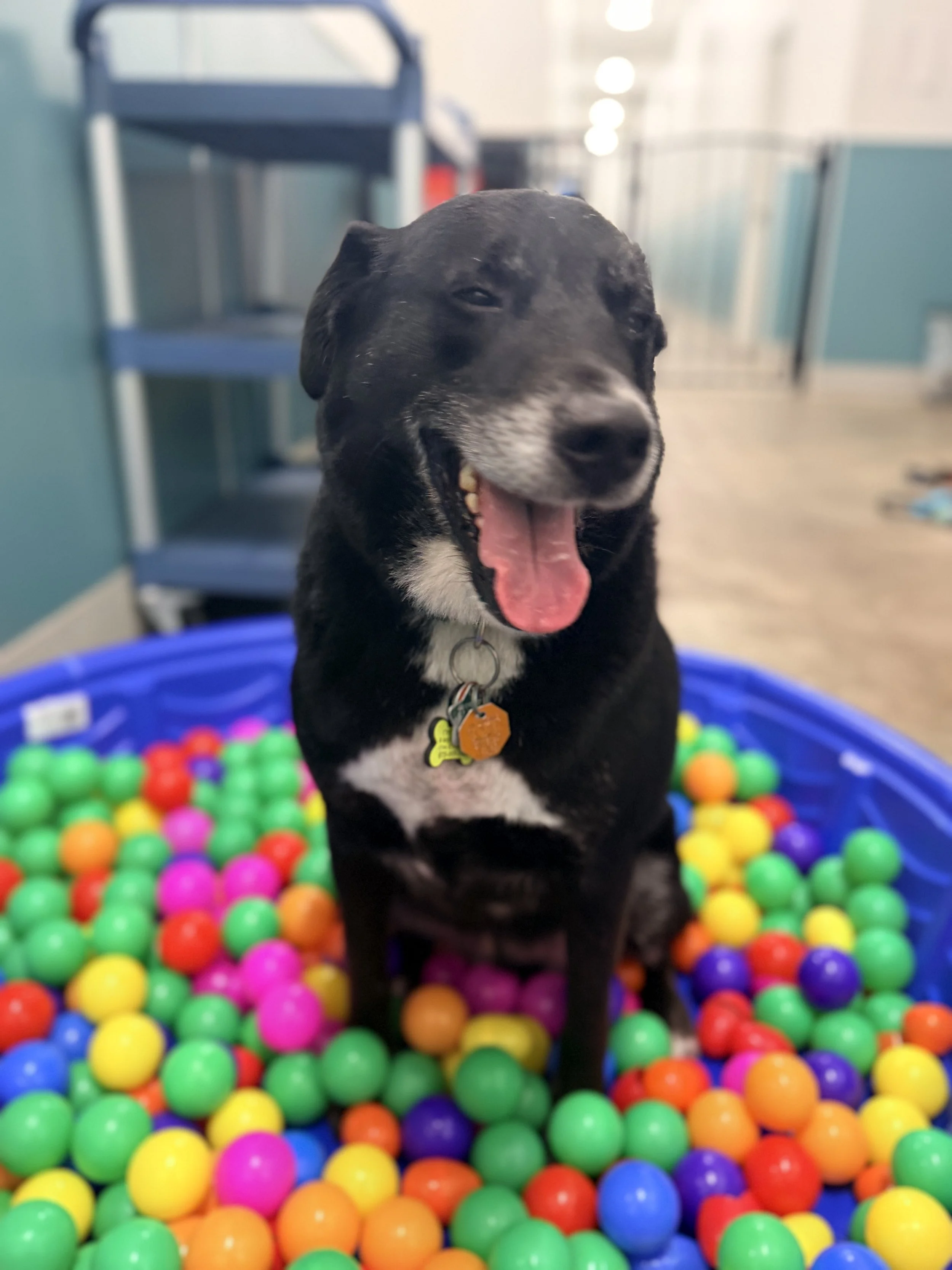 Good Paws Academy